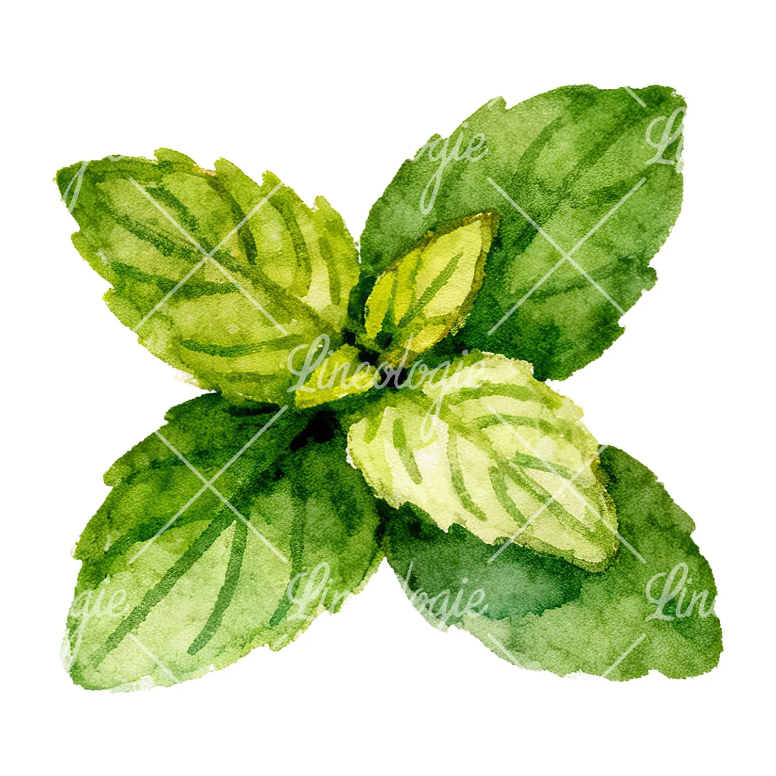 Watercolor mint leaf cluster clipart 9 of 9 on a white background (JPG)