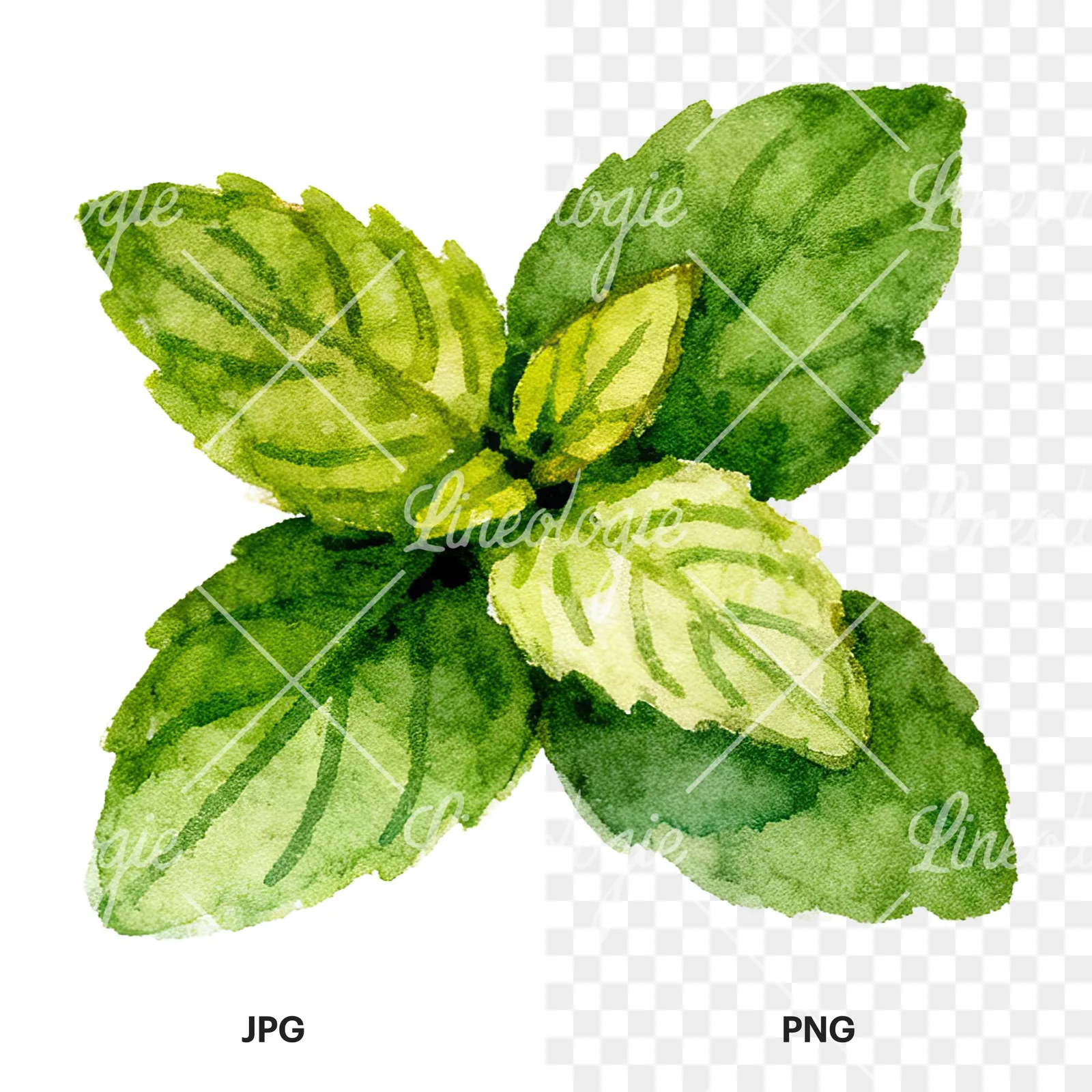 Watercolor mint leaf cluster clipart 9 of 9, as a JPG on white and a transparent PNG