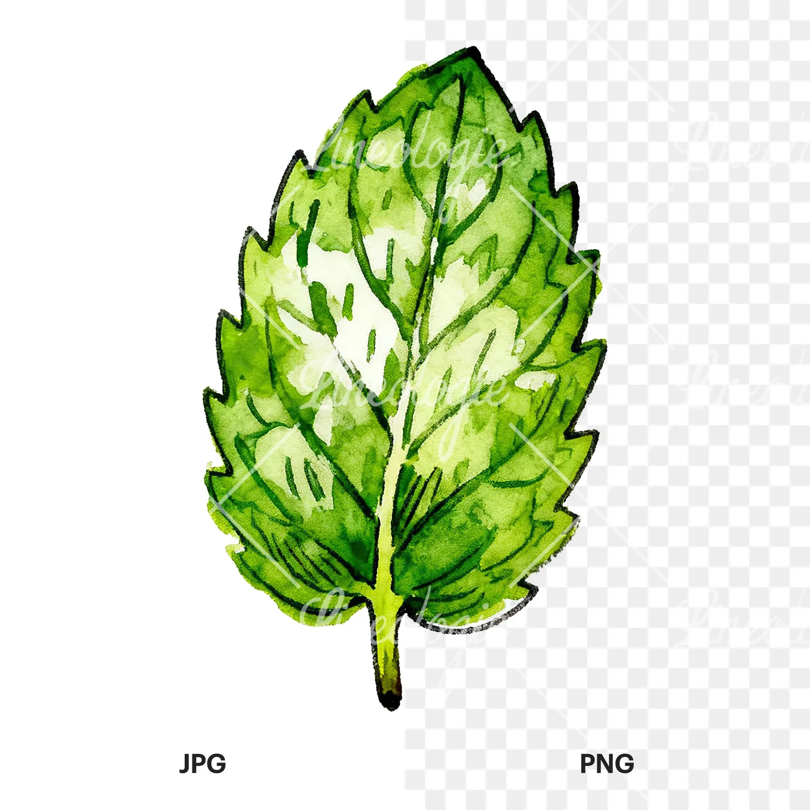 Watercolor single mint leaf clipart 1 of 9, as a JPG on white and a transparent PNG
