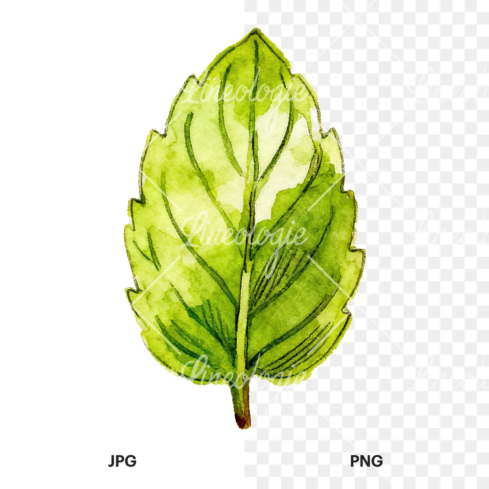 Watercolor single mint leaf clipart 2 of 9, as a JPG on white and a transparent PNG