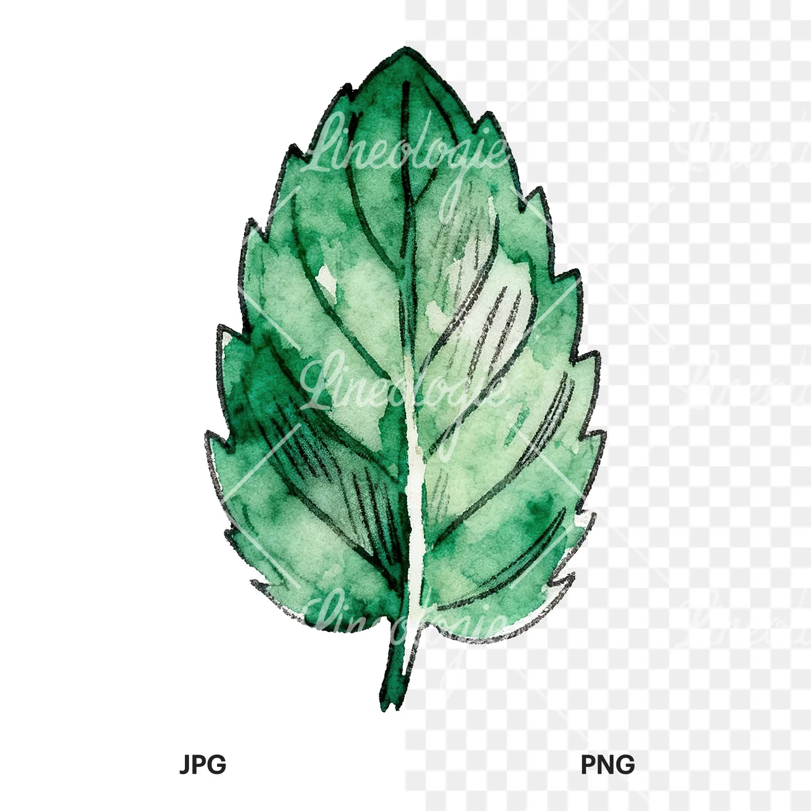 Watercolor single mint leaf clipart 4 of 9, as a JPG on white and a transparent PNG