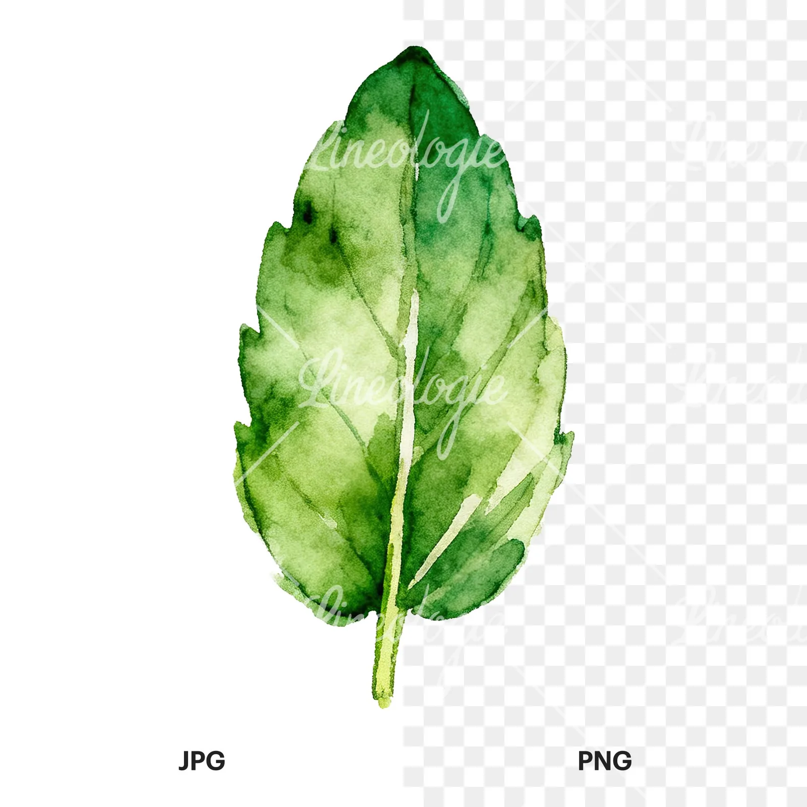 Watercolor single mint leaf clipart 6 of 9, as a JPG on white and a transparent PNG