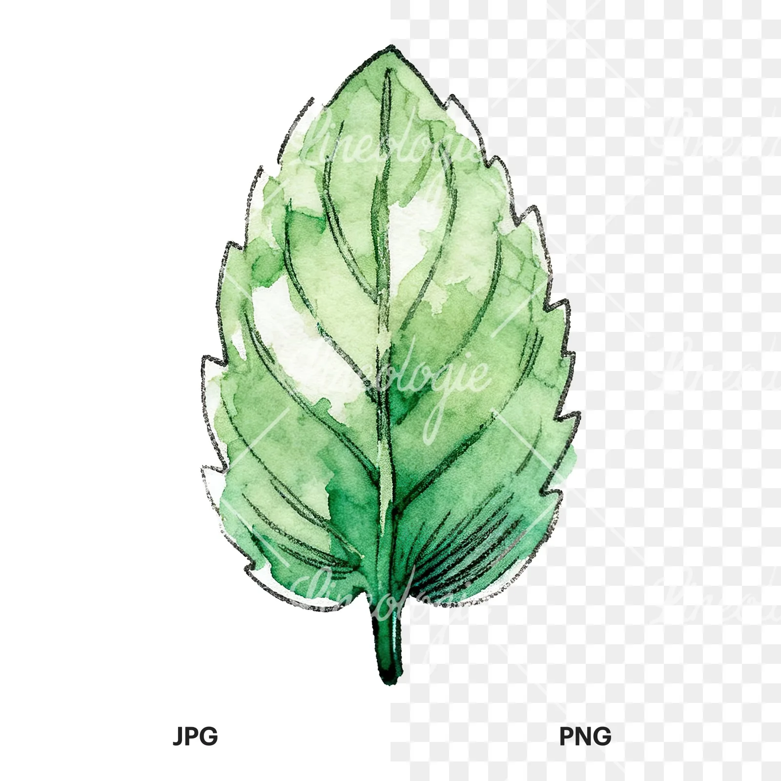 Watercolor single mint leaf clipart 7 of 9, as a JPG on white and a transparent PNG