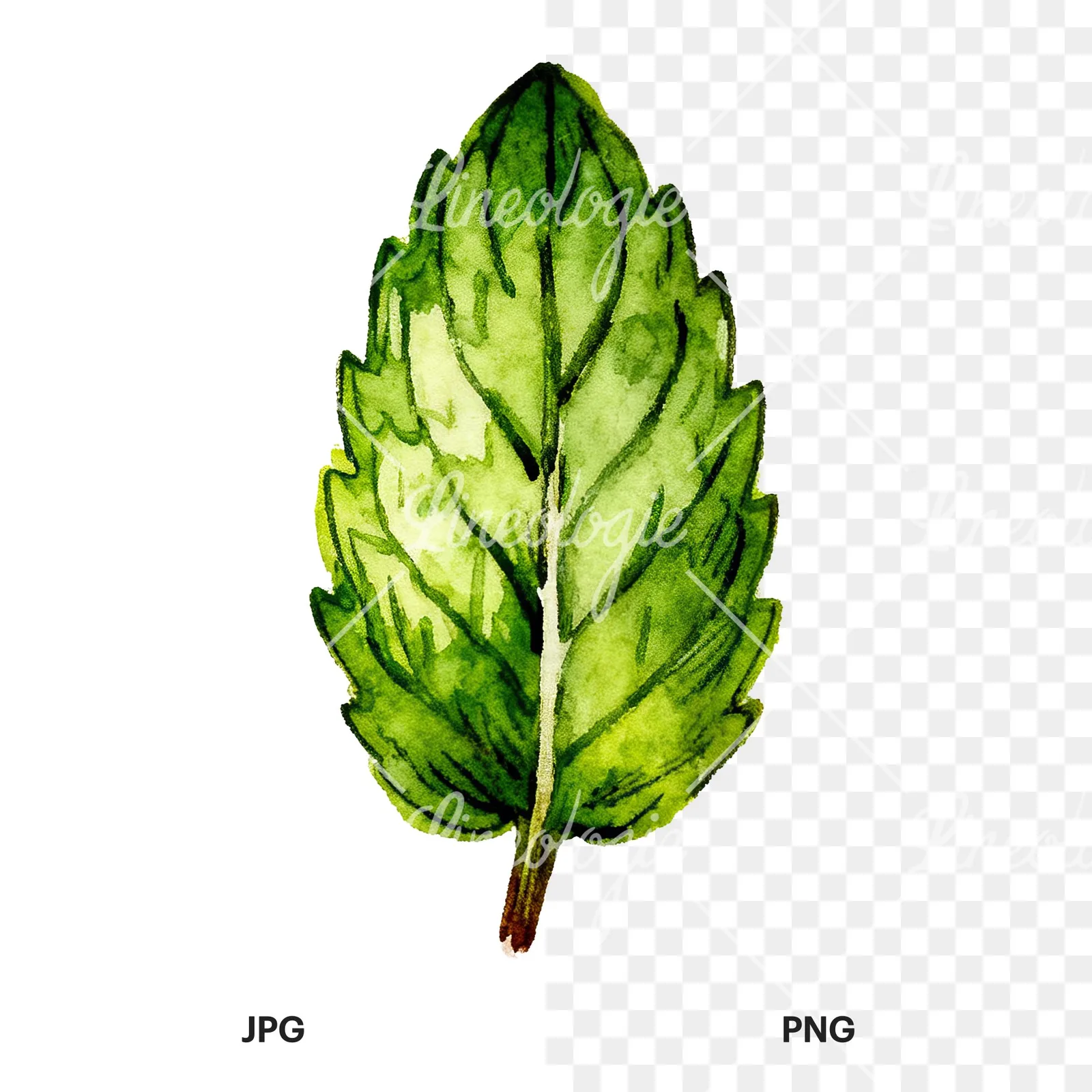 Watercolor single mint leaf clipart 8 of 9, as a JPG on white and a transparent PNG