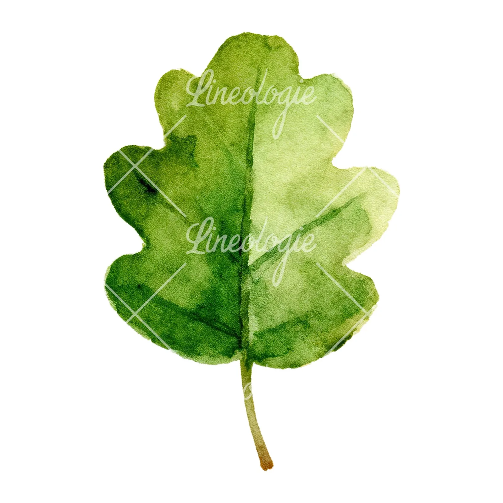 Watercolor green oak leaf clipart 1 of 9 on a white background (JPG)