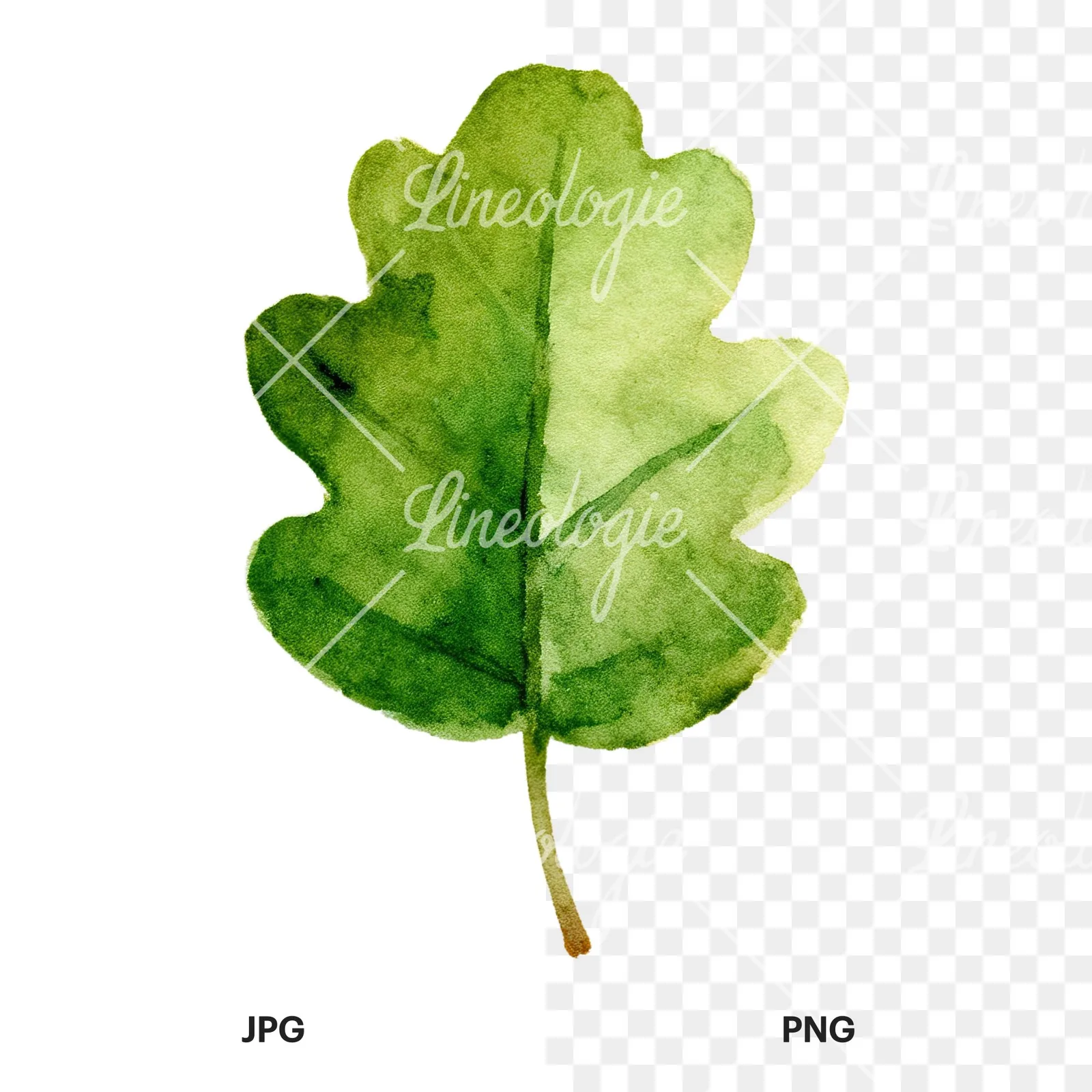 Watercolor green oak leaf clipart 1 of 9, as a JPG on white and a transparent PNG