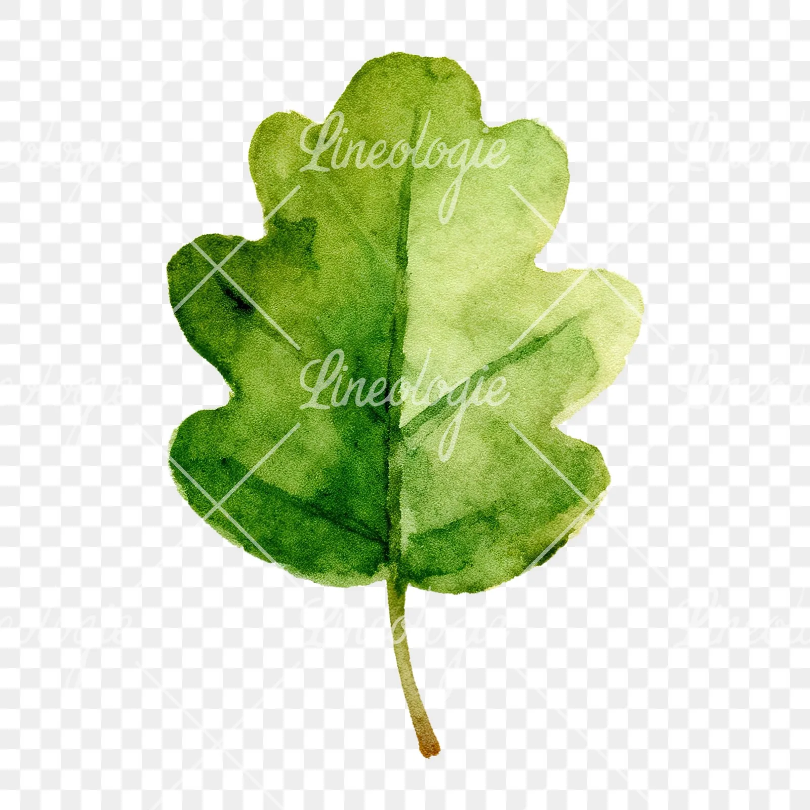 Watercolor green oak leaf clipart 1 of 9 on a transparent background (PNG)