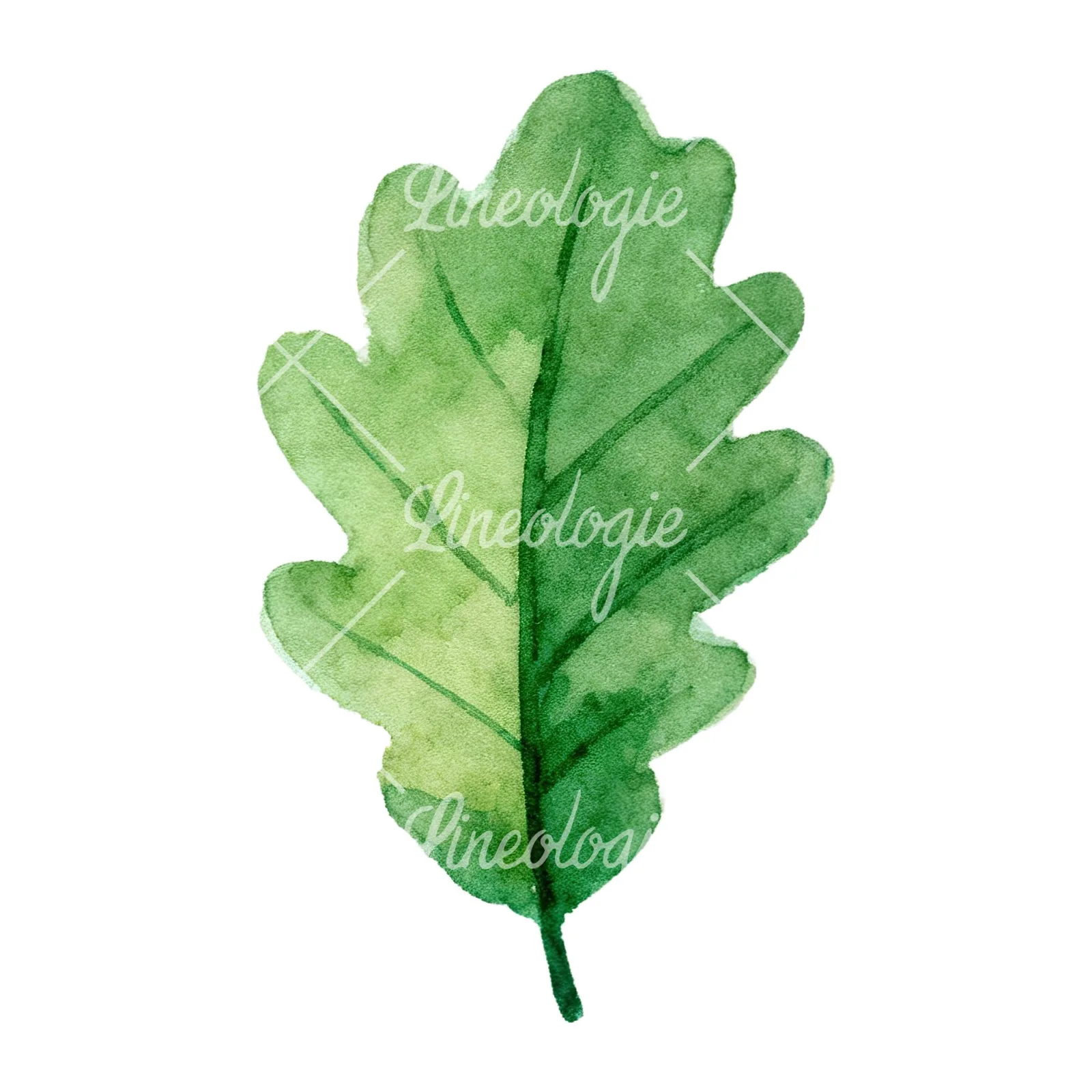 Watercolor green oak leaf clipart 2 of 9 on a white background (JPG)
