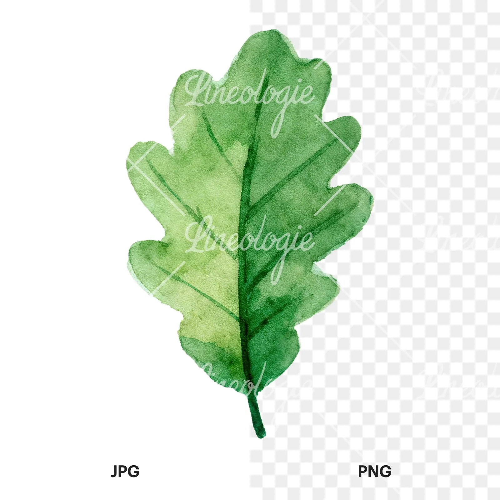 Watercolor green oak leaf clipart 2 of 9, as a JPG on white and a transparent PNG