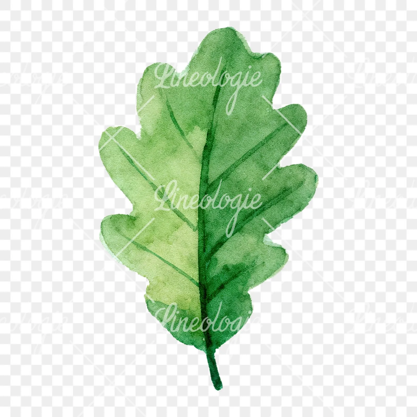 Watercolor green oak leaf clipart 2 of 9 on a transparent background (PNG)