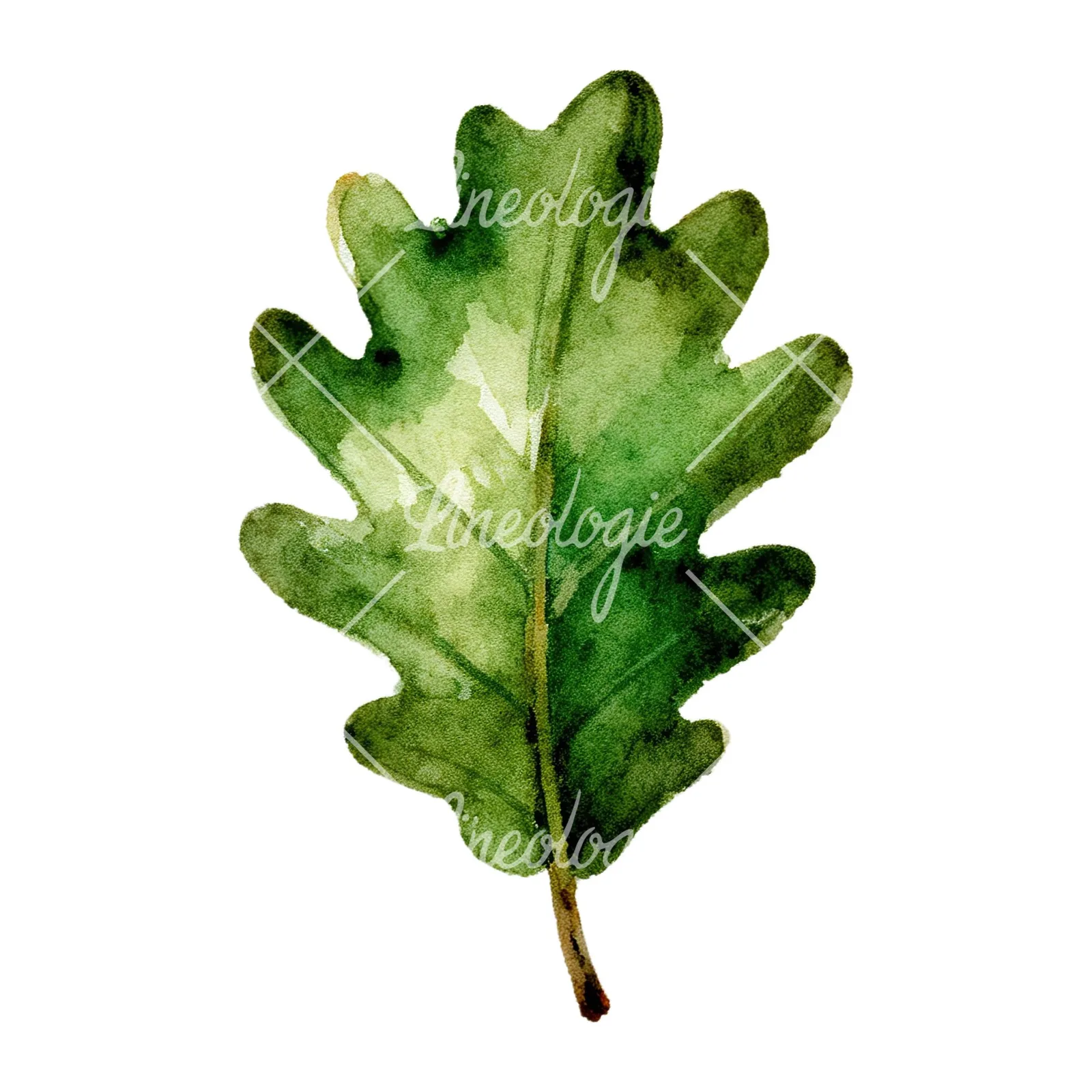 Watercolor green oak leaf clipart 3 of 9 on a white background (JPG)