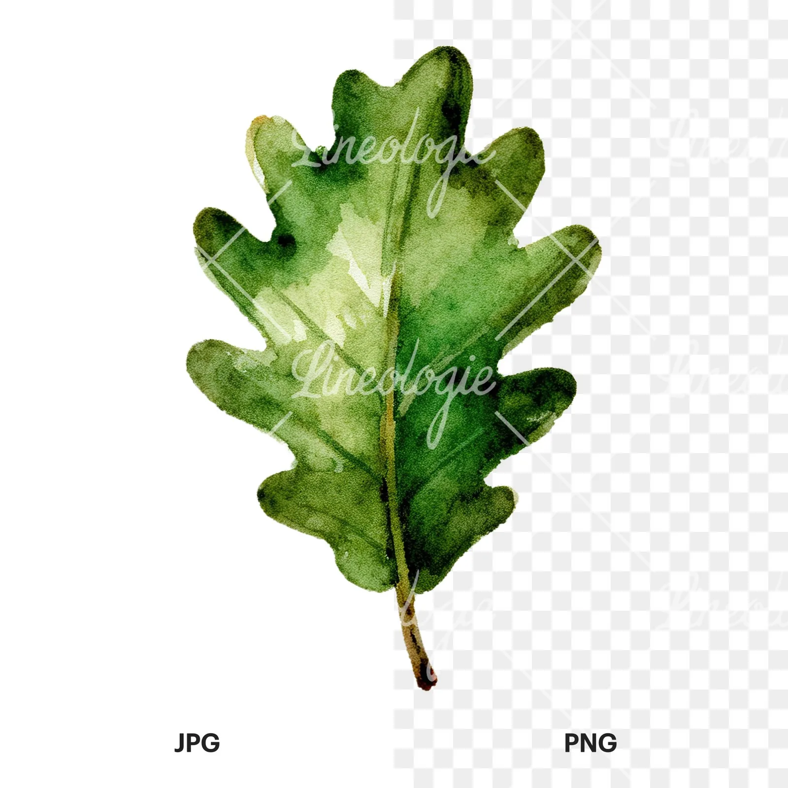 Watercolor green oak leaf clipart 3 of 9, as a JPG on white and a transparent PNG