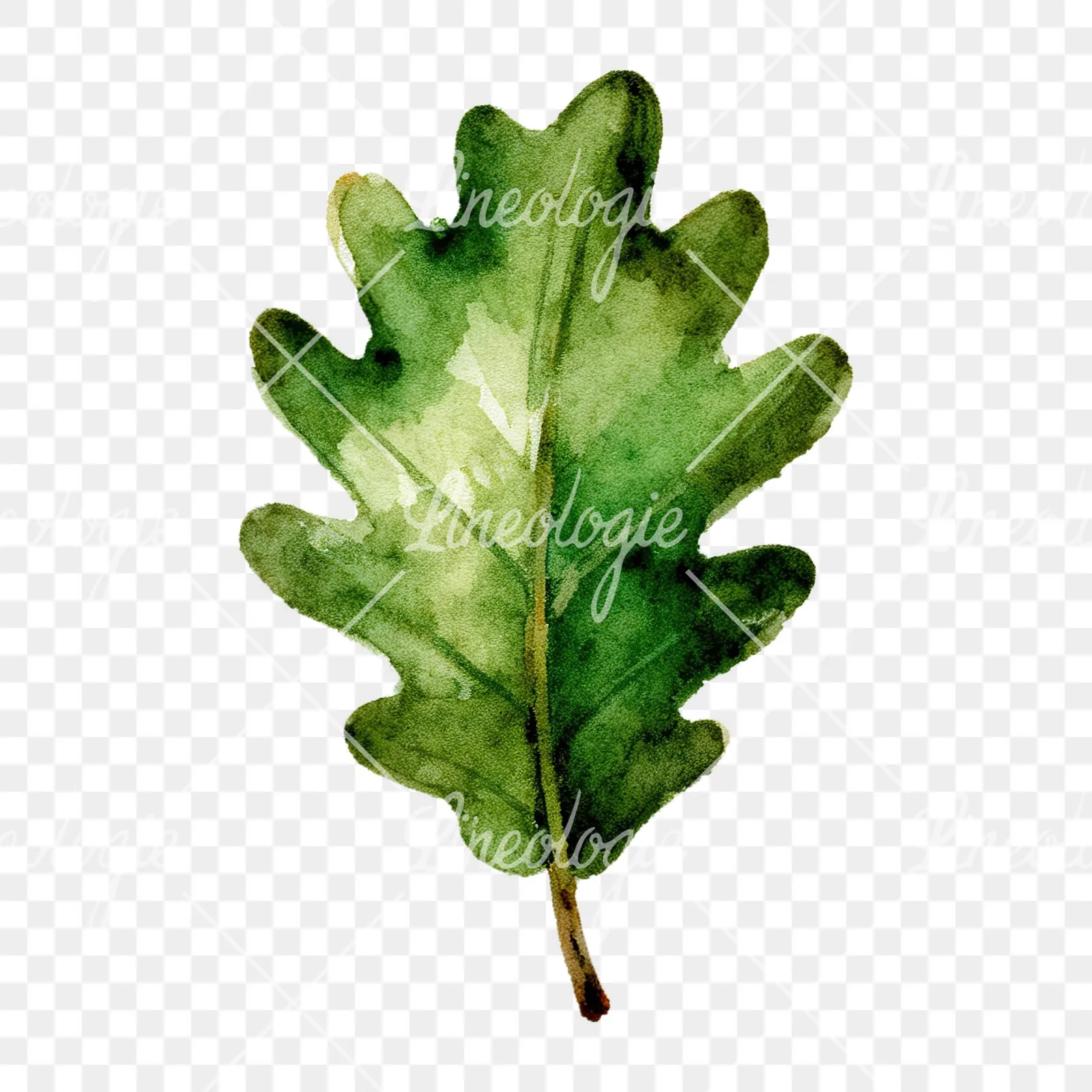 Watercolor green oak leaf clipart 3 of 9 on a transparent background (PNG)