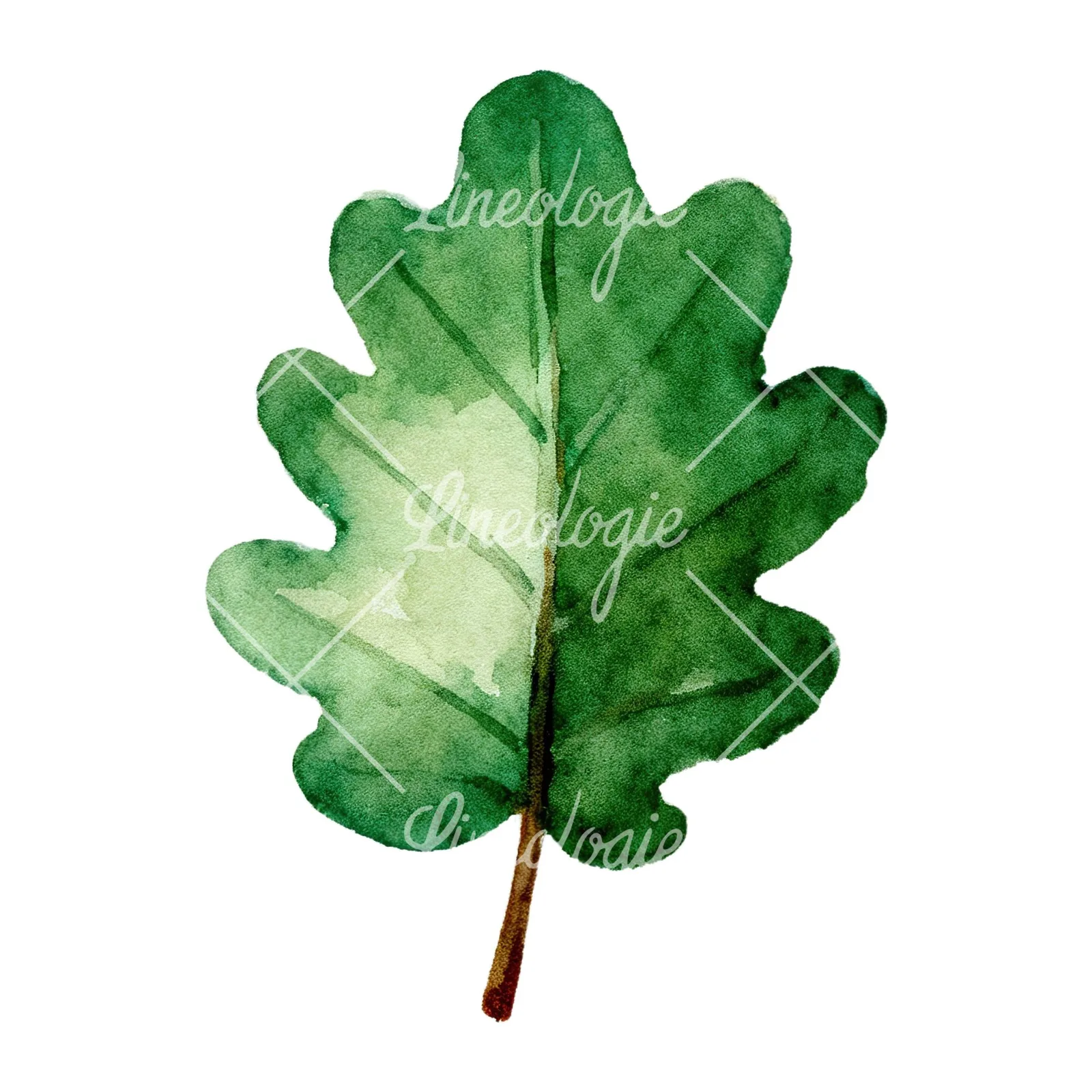 Watercolor green oak leaf clipart 4 of 9 on a white background (JPG)