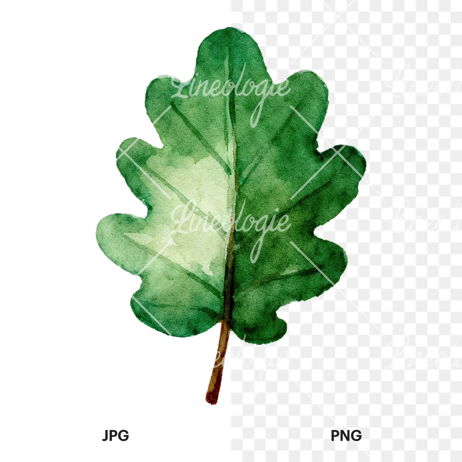 Watercolor green oak leaf clipart 4 of 9, as a JPG on white and a transparent PNG