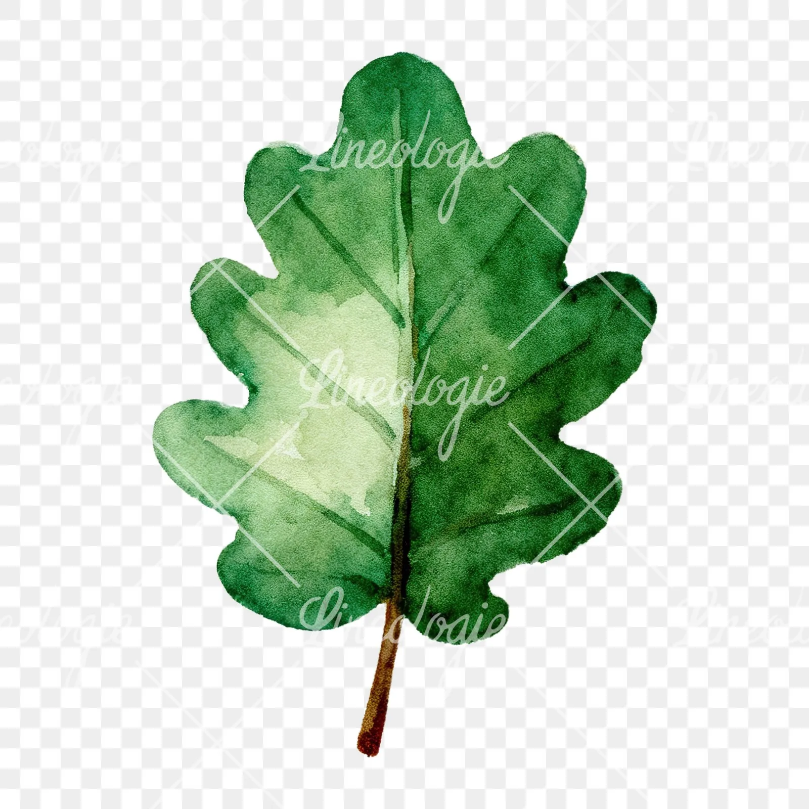 Watercolor green oak leaf clipart 4 of 9 on a transparent background (PNG)