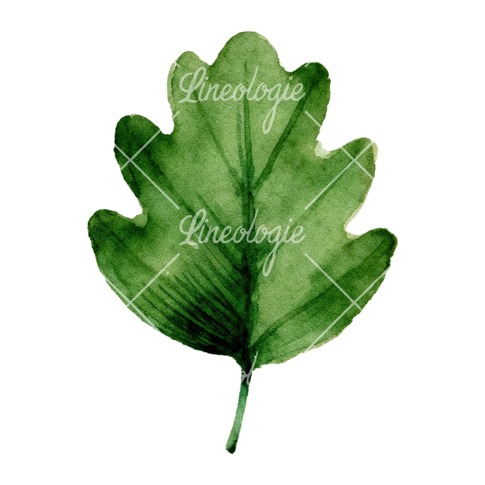 Watercolor green oak leaf clipart 5 of 9 on a white background (JPG)