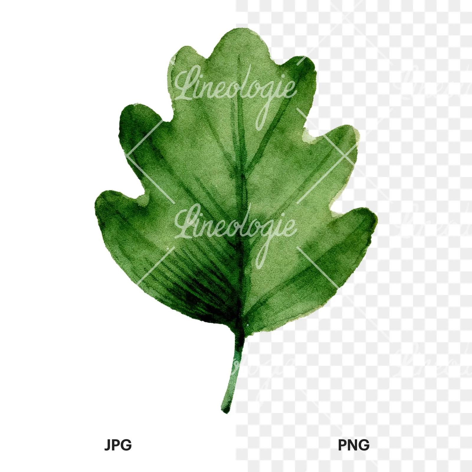 Watercolor green oak leaf clipart 5 of 9, as a JPG on white and a transparent PNG