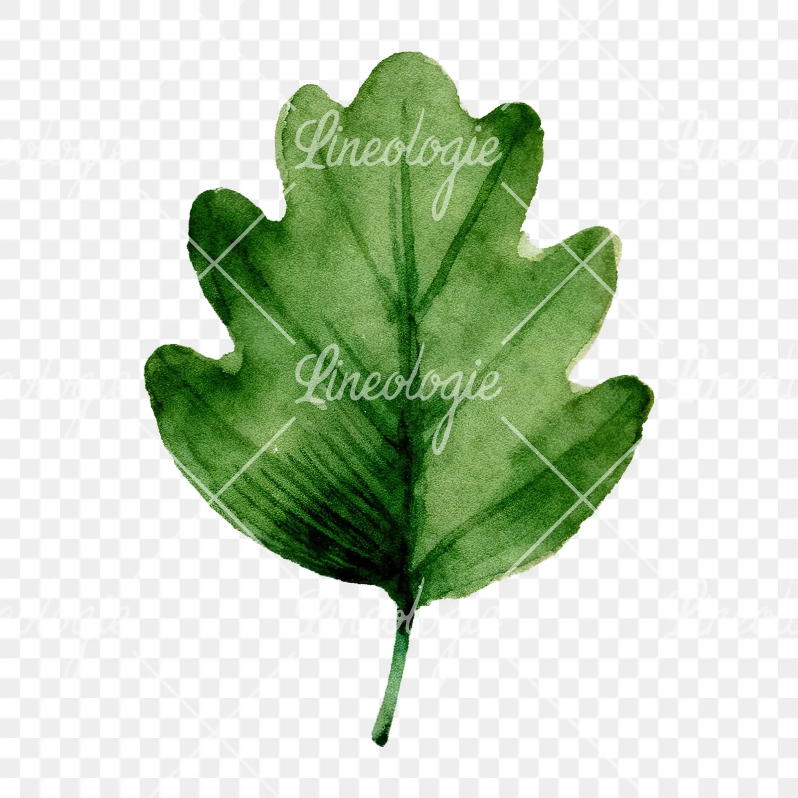 Watercolor green oak leaf clipart 5 of 9 on a transparent background (PNG)