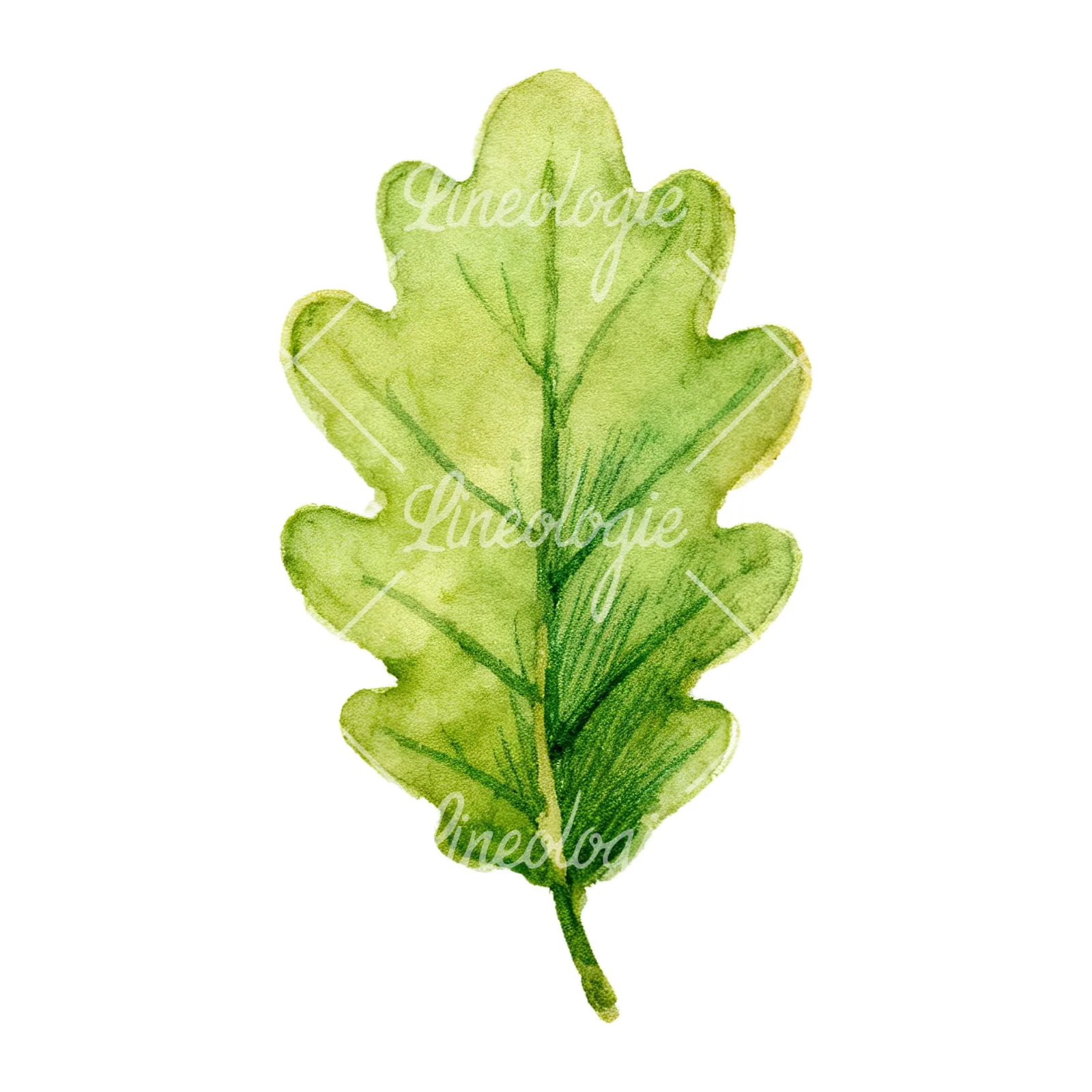 Watercolor green oak leaf clipart 6 of 9 on a white background (JPG)