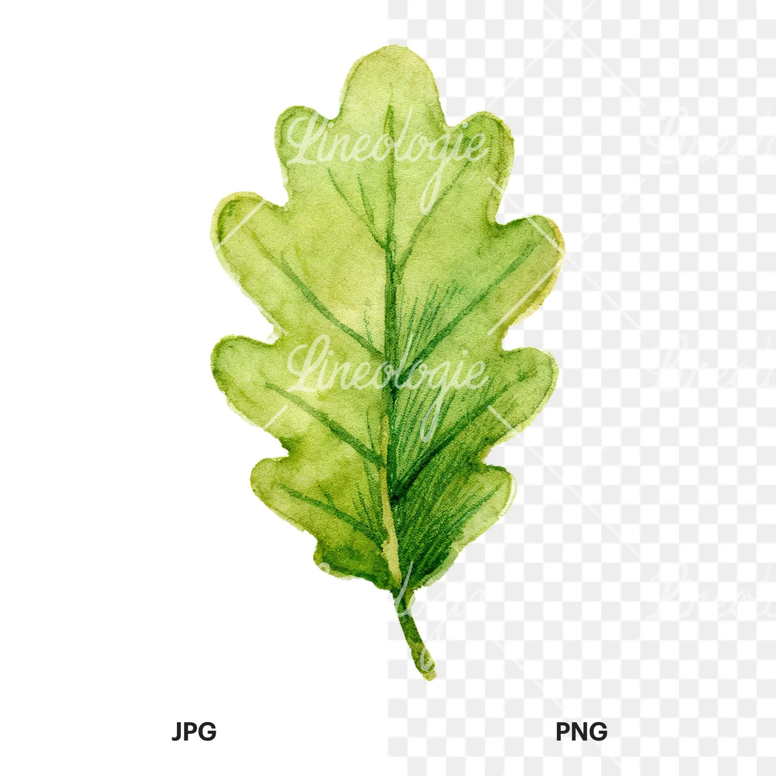 Watercolor green oak leaf clipart 6 of 9, as a JPG on white and a transparent PNG