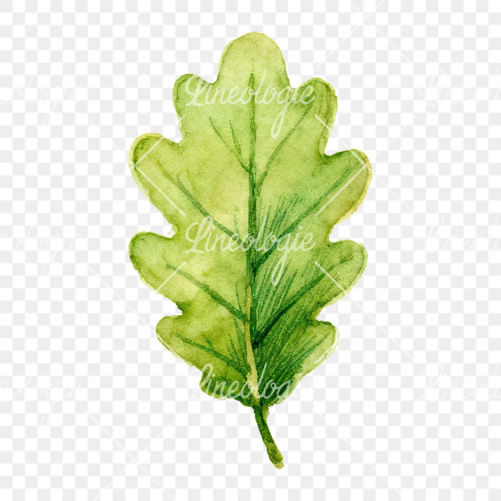 Watercolor green oak leaf clipart 6 of 9 on a transparent background (PNG)