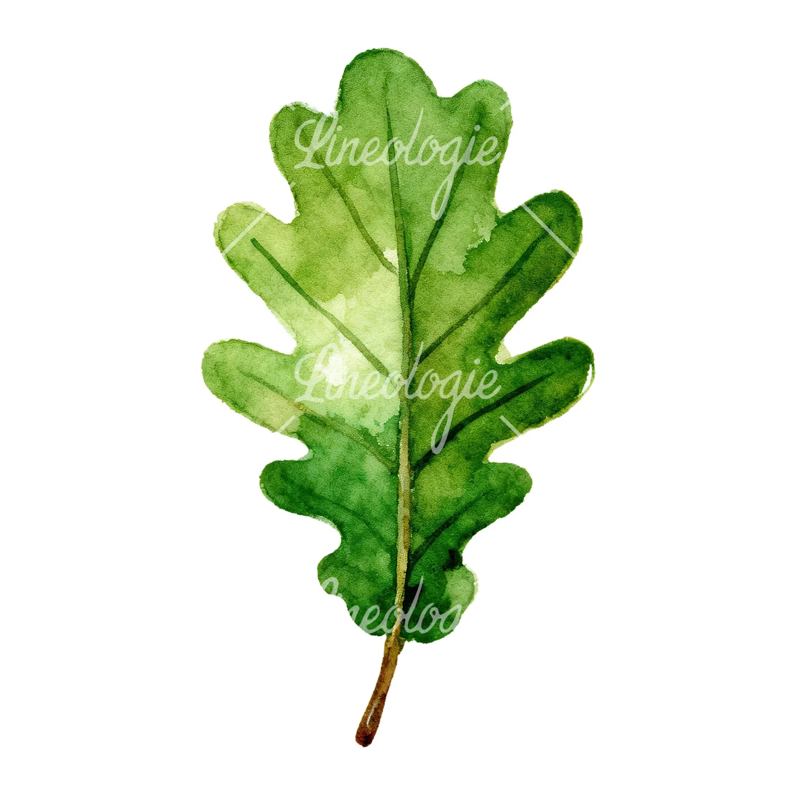 Watercolor green oak leaf clipart 7 of 9 on a white background (JPG)