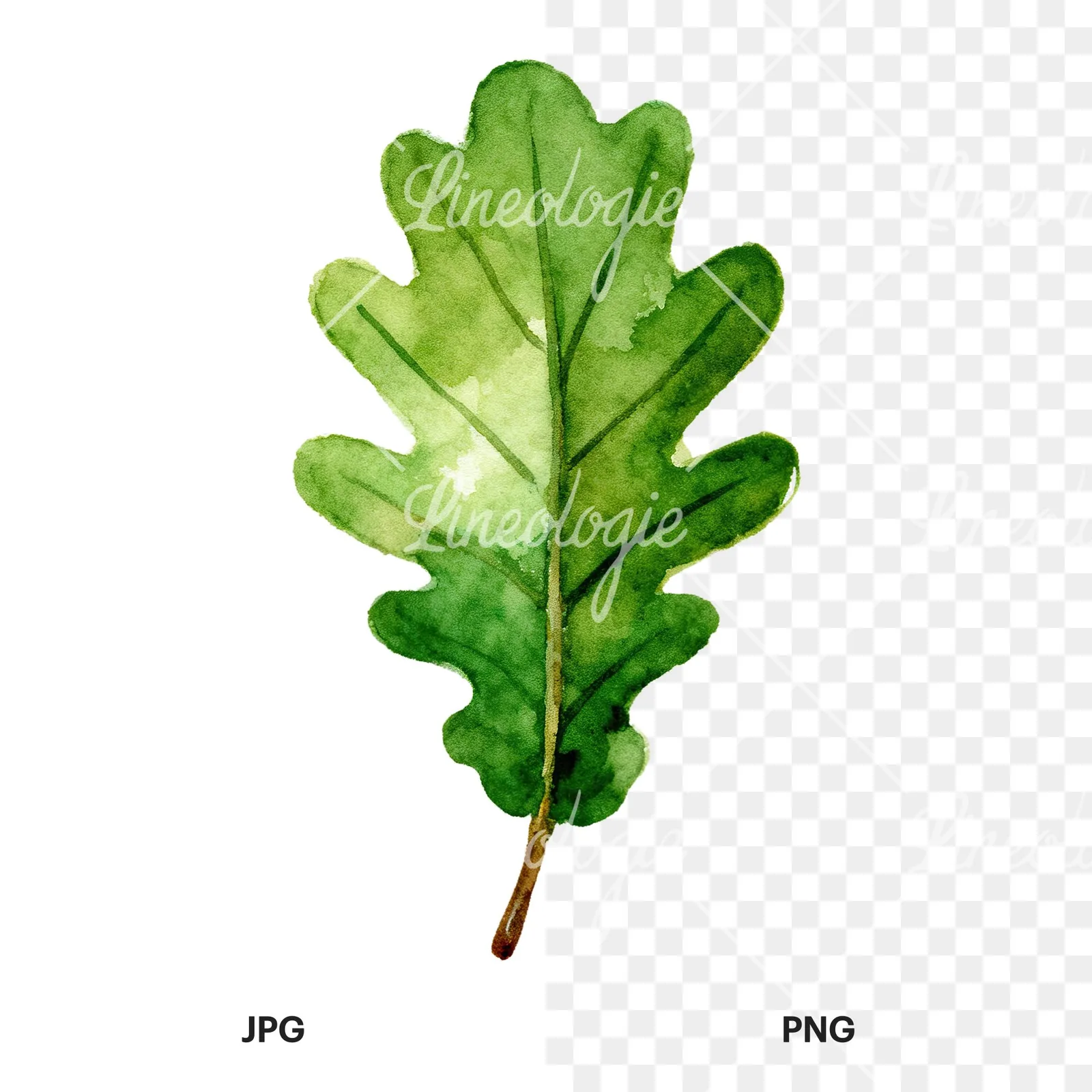 Watercolor green oak leaf clipart 7 of 9, as a JPG on white and a transparent PNG