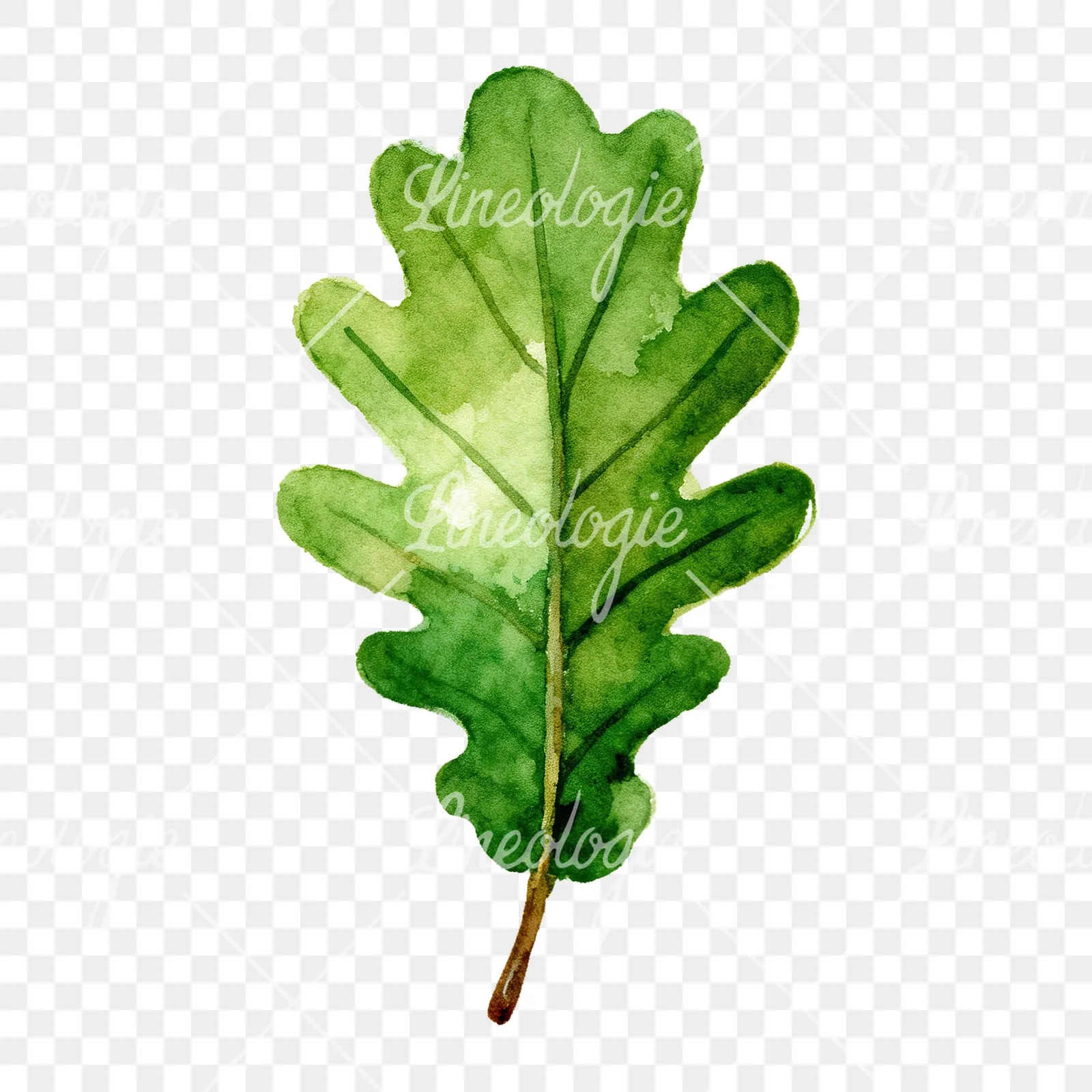 Watercolor green oak leaf clipart 7 of 9 on a transparent background (PNG)