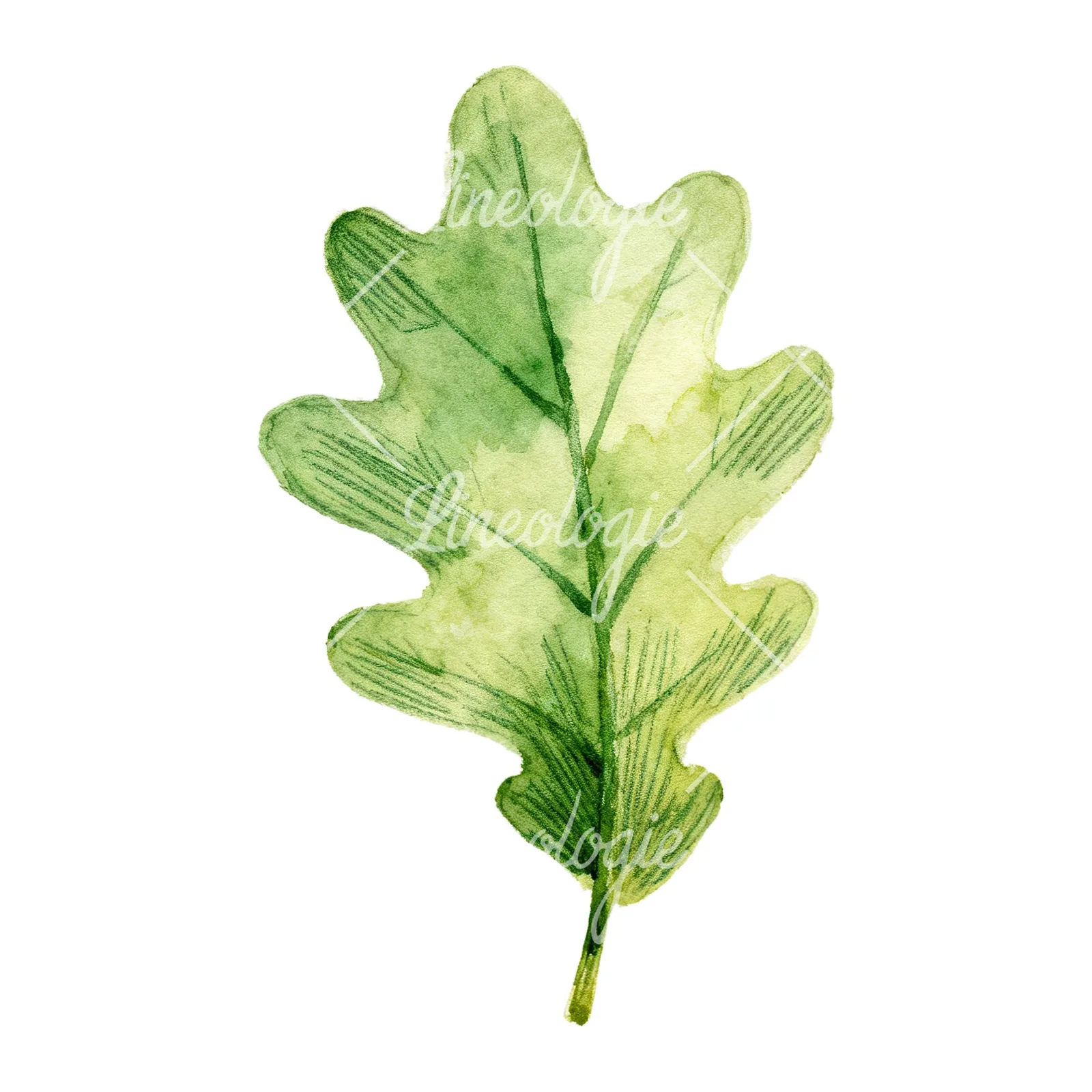Watercolor green oak leaf clipart 8 of 9 on a white background (JPG)