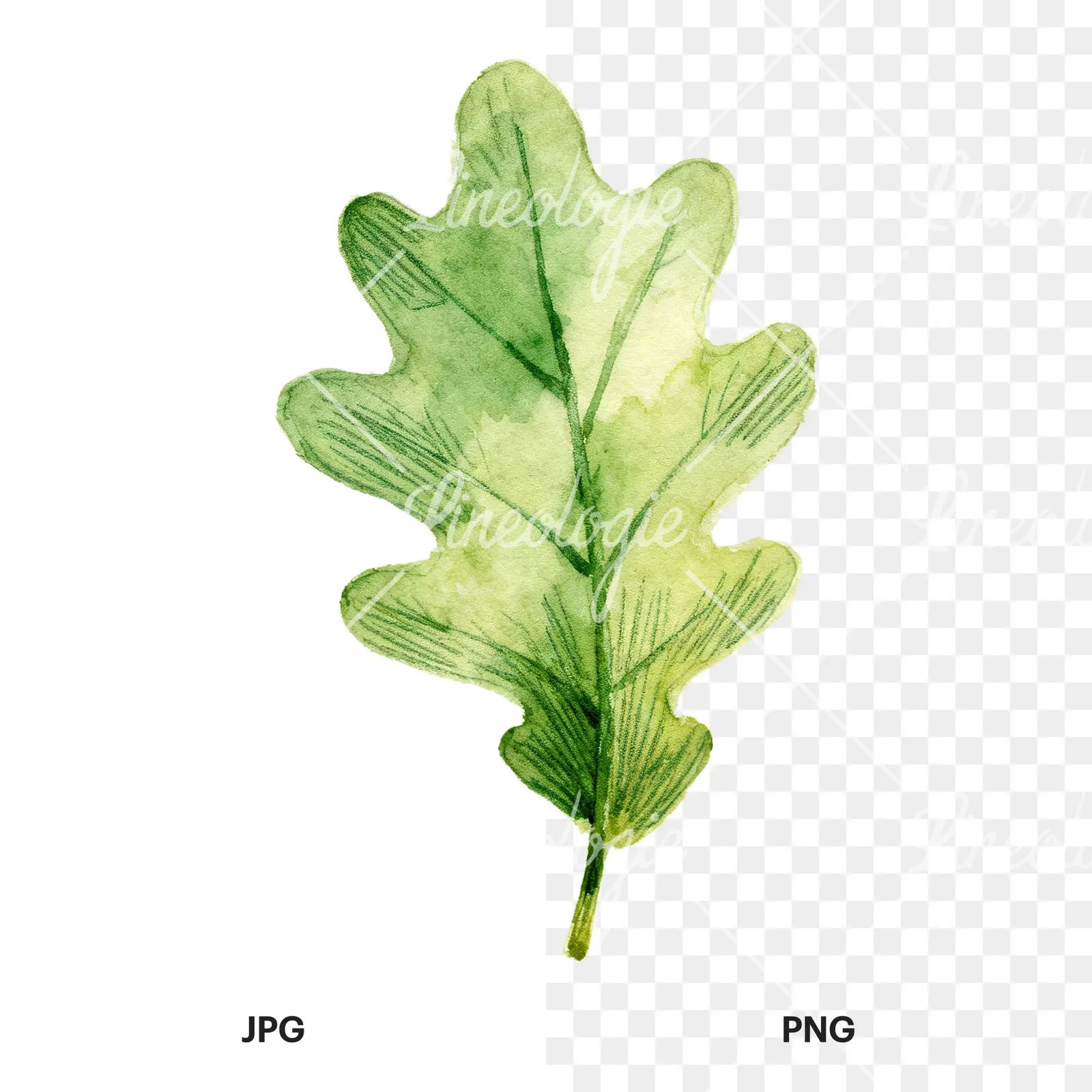 Watercolor green oak leaf clipart 8 of 9, as a JPG on white and a transparent PNG