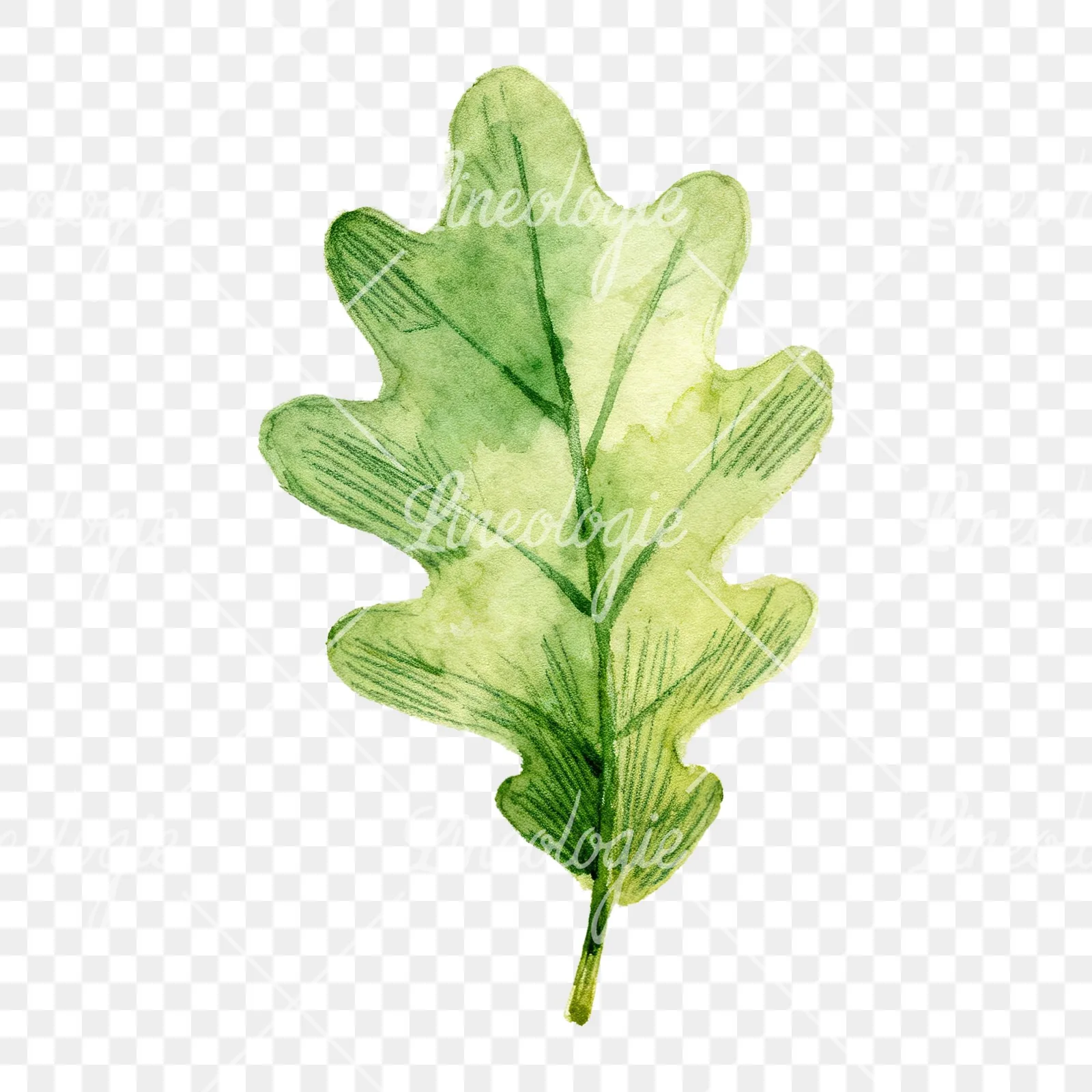 Watercolor green oak leaf clipart 8 of 9 on a transparent background (PNG)