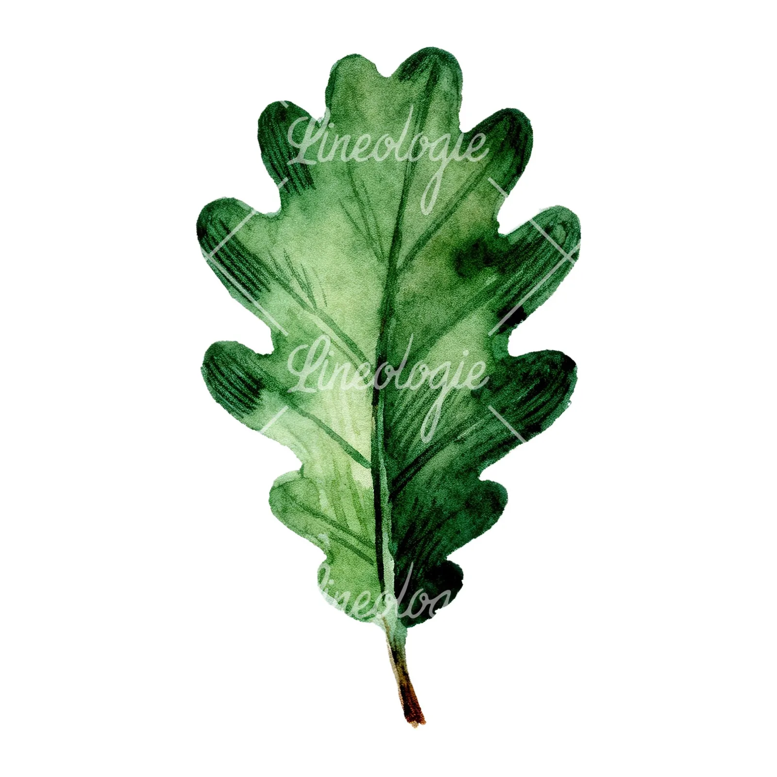 Watercolor green oak leaf clipart 9 of 9 on a white background (JPG)