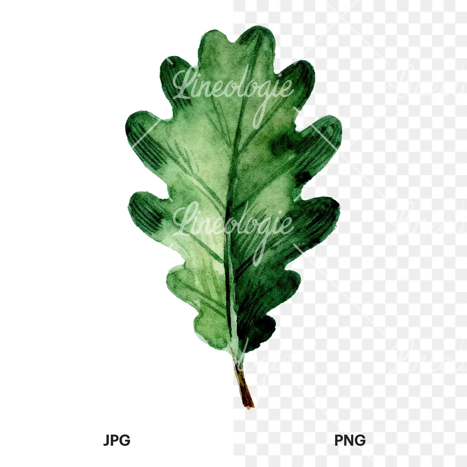 Watercolor green oak leaf clipart 9 of 9, as a JPG on white and a transparent PNG