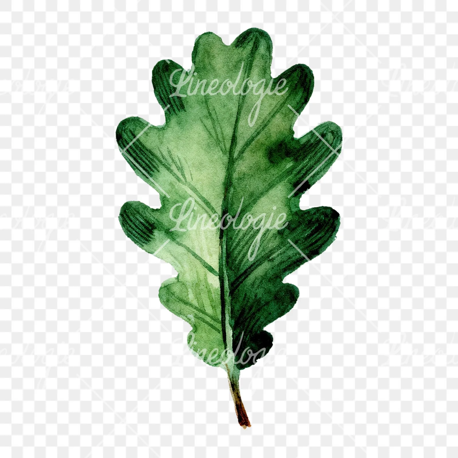 Watercolor green oak leaf clipart 9 of 9 on a transparent background (PNG)
