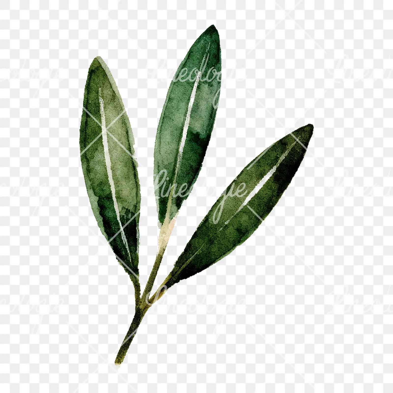 Watercolor olive branch with yellow olives clipart 1 of 9 on a transparent background (PNG)