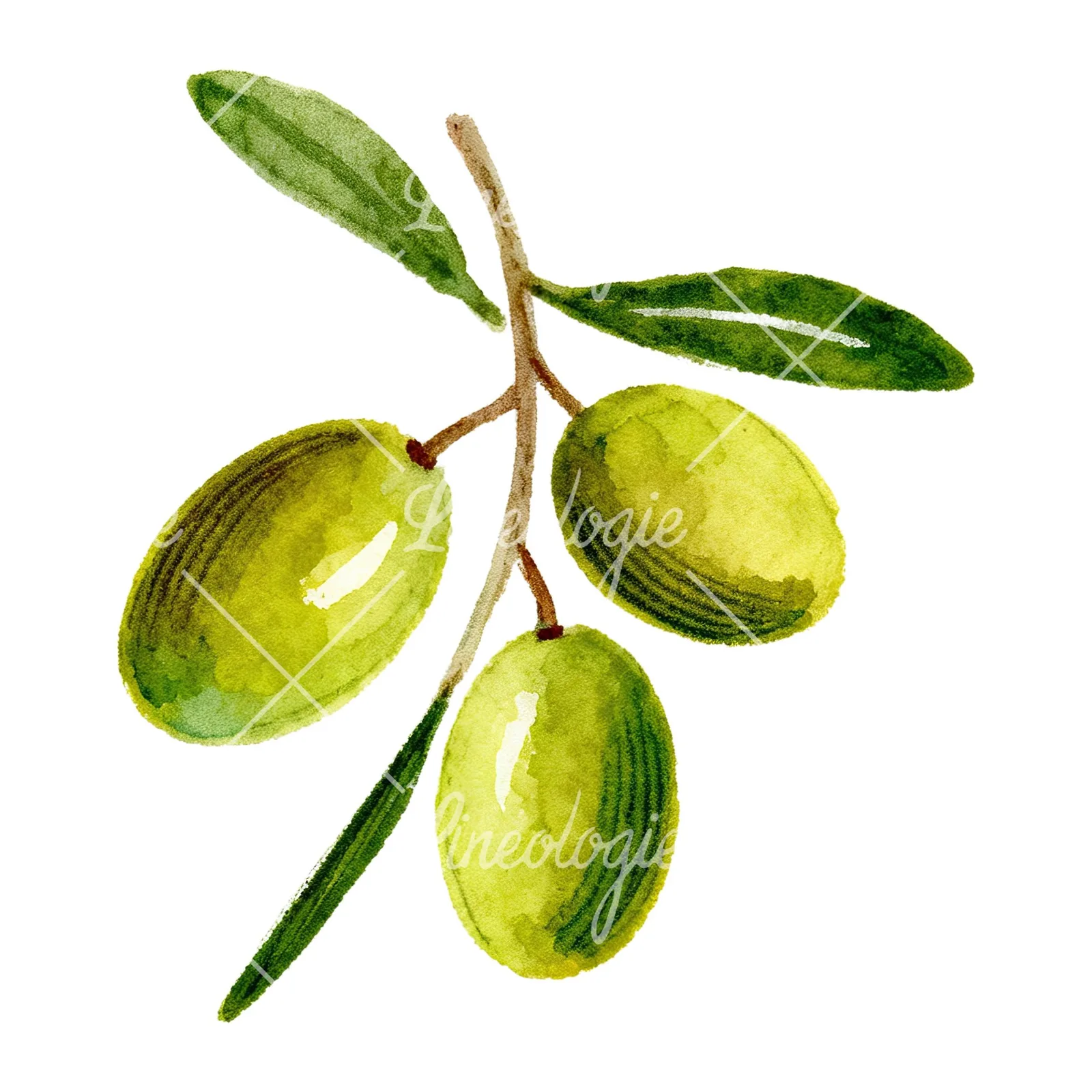 Watercolor olive branch with yellow olives clipart 2 of 9 on a white background (JPG)