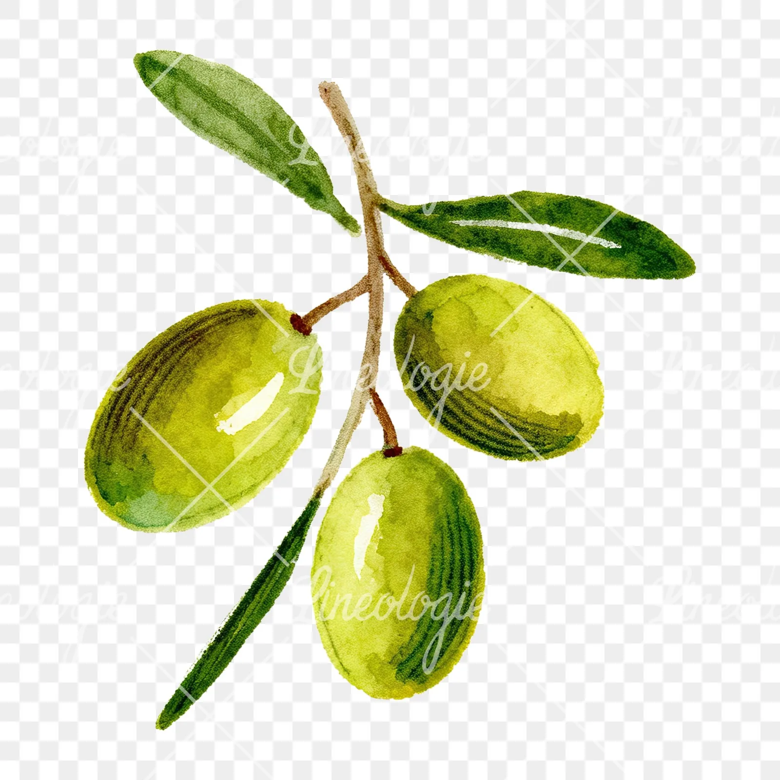 Watercolor olive branch with yellow olives clipart 2 of 9 on a transparent background (PNG)
