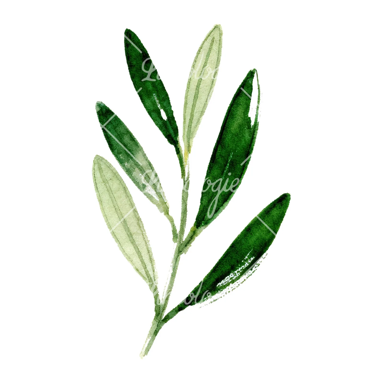 Watercolor olive branch with yellow olives clipart 3 of 9 on a white background (JPG)