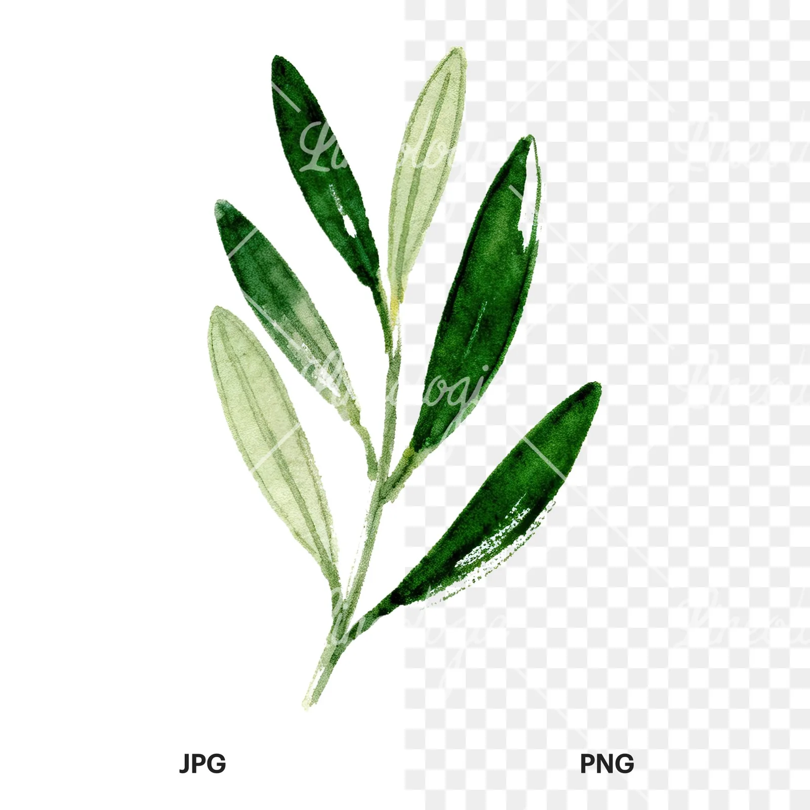 Watercolor olive branch with yellow olives clipart 3 of 9, as a JPG on white and a transparent PNG