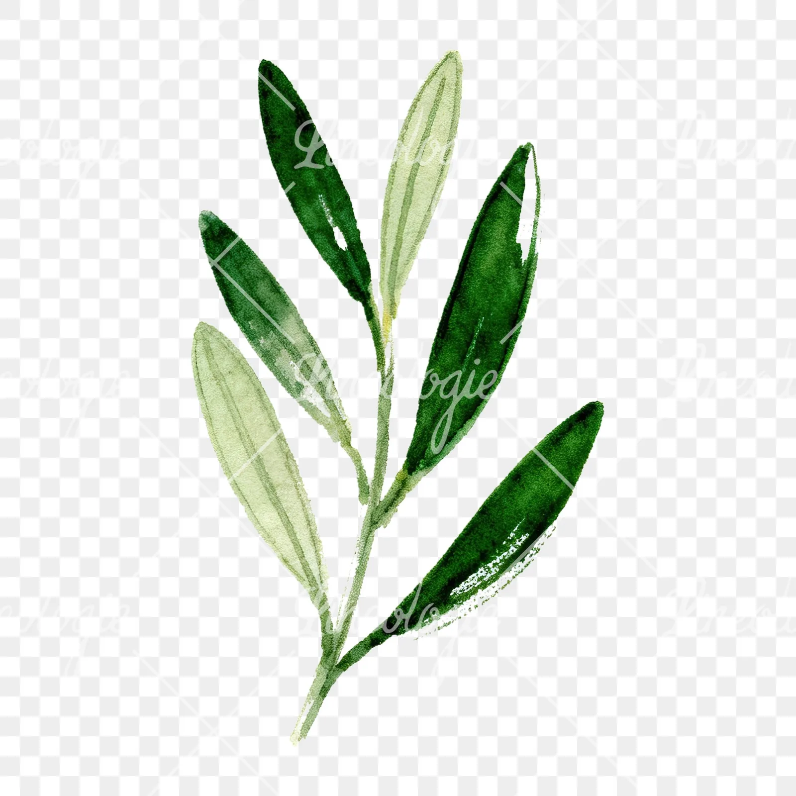 Watercolor olive branch with yellow olives clipart 3 of 9 on a transparent background (PNG)