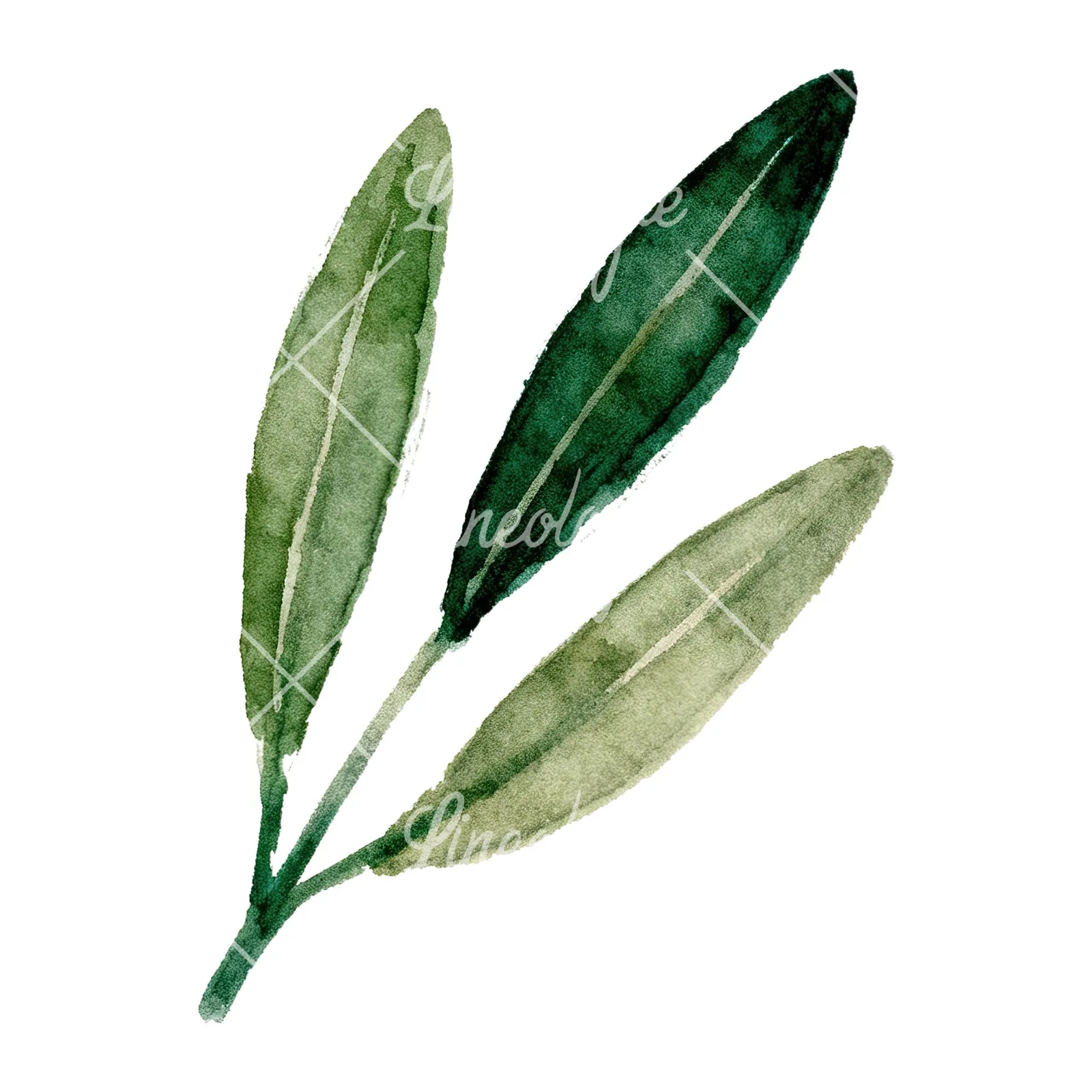 Watercolor olive branch with yellow olives clipart 4 of 9 on a white background (JPG)