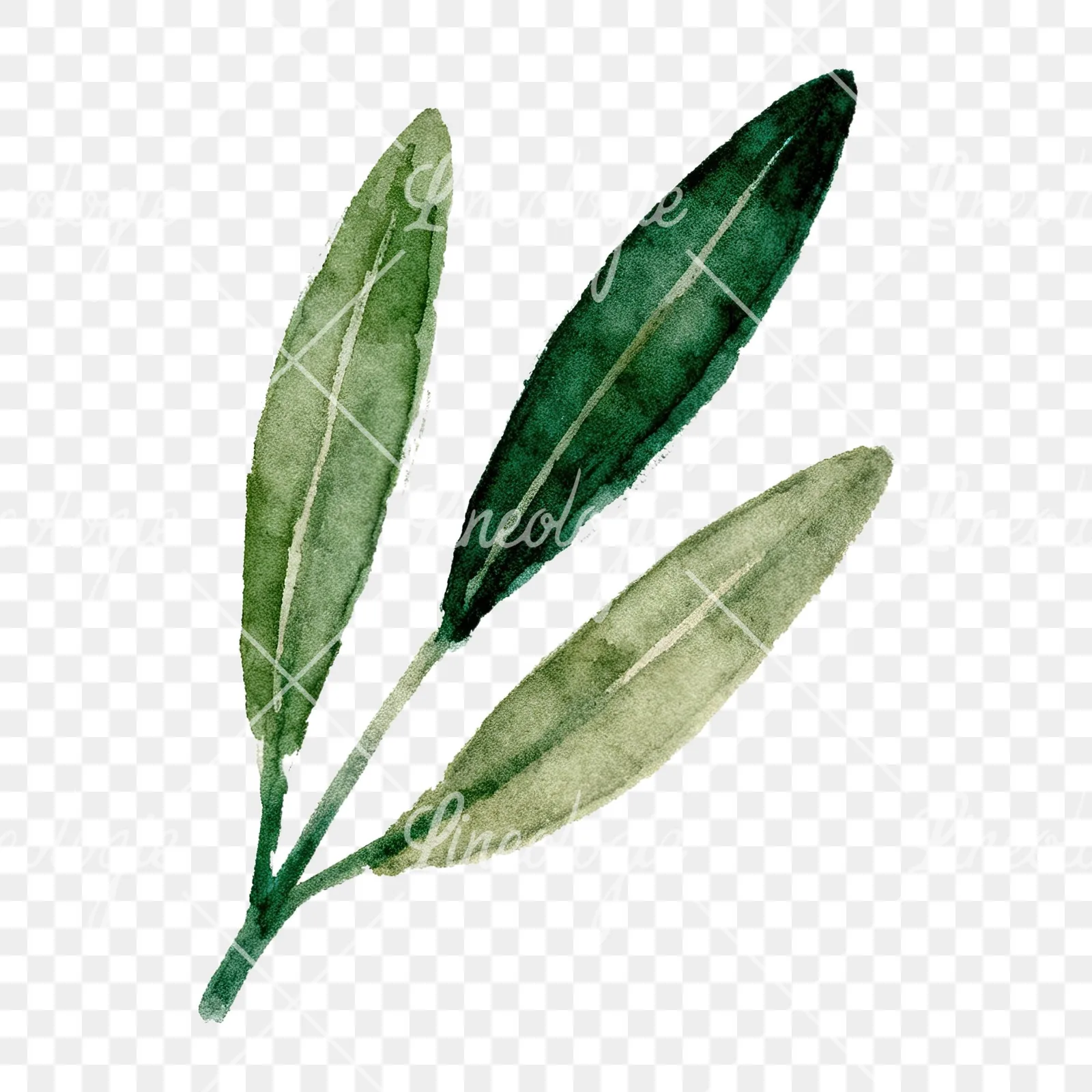Watercolor olive branch with yellow olives clipart 4 of 9 on a transparent background (PNG)