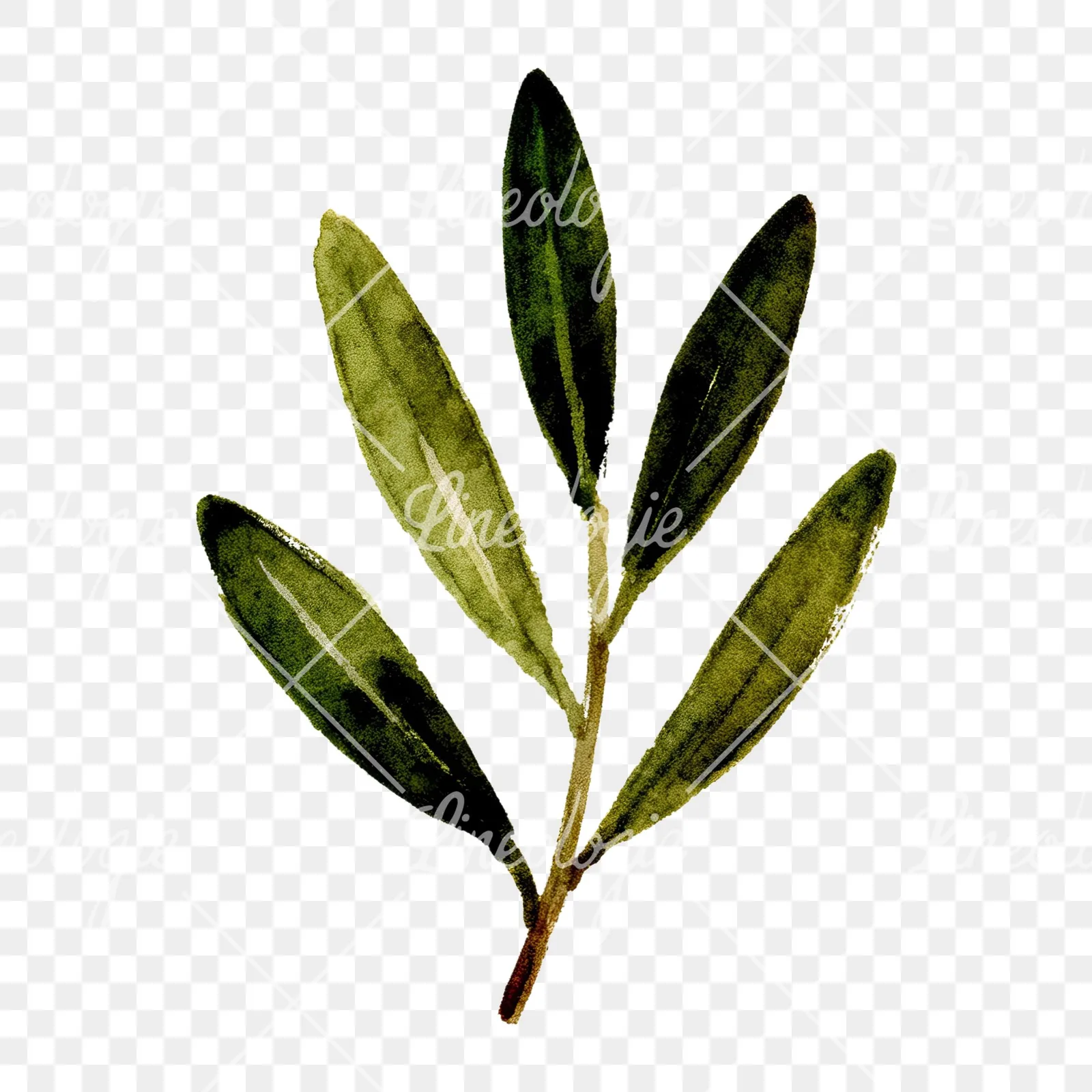 Watercolor olive branch with yellow olives clipart 5 of 9 on a transparent background (PNG)