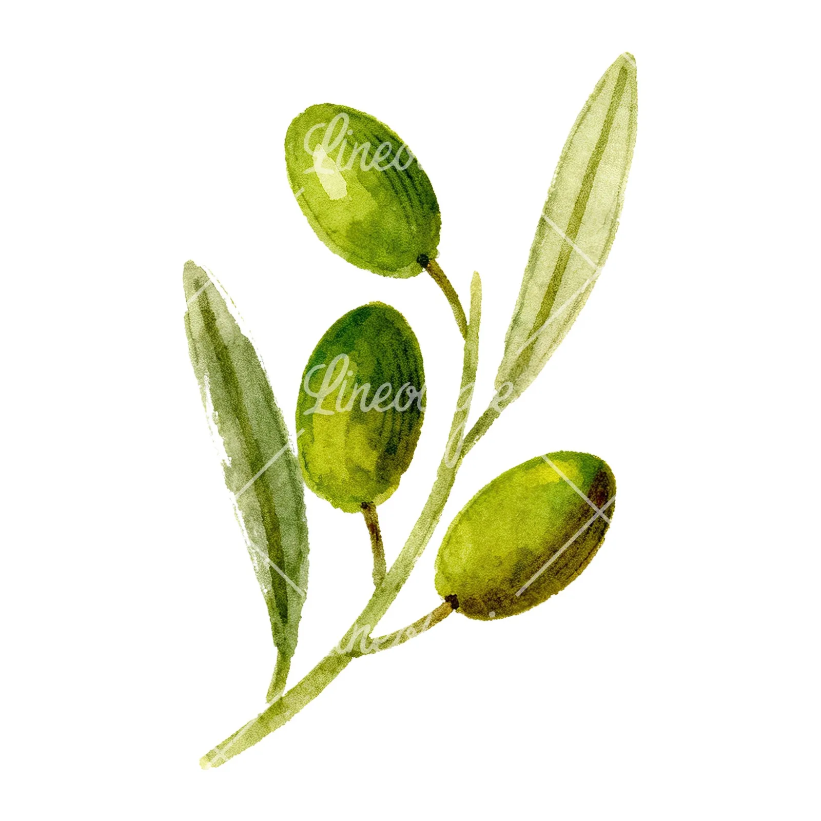 Watercolor olive branch with yellow olives clipart 6 of 9 on a white background (JPG)