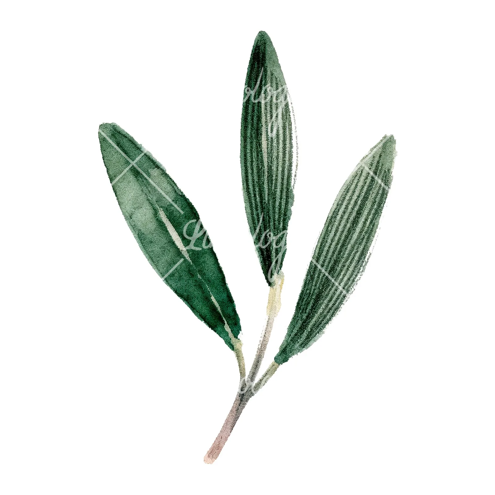 Watercolor olive branch with yellow olives clipart 7 of 9 on a white background (JPG)