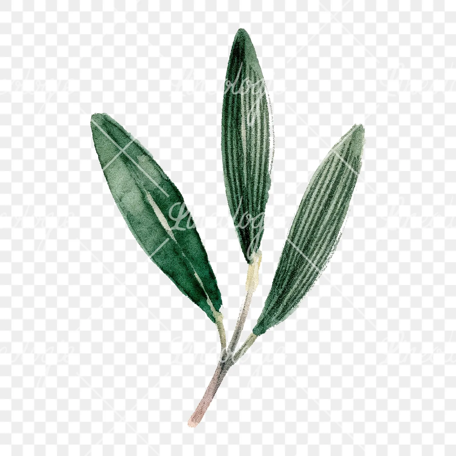 Watercolor olive branch with yellow olives clipart 7 of 9 on a transparent background (PNG)