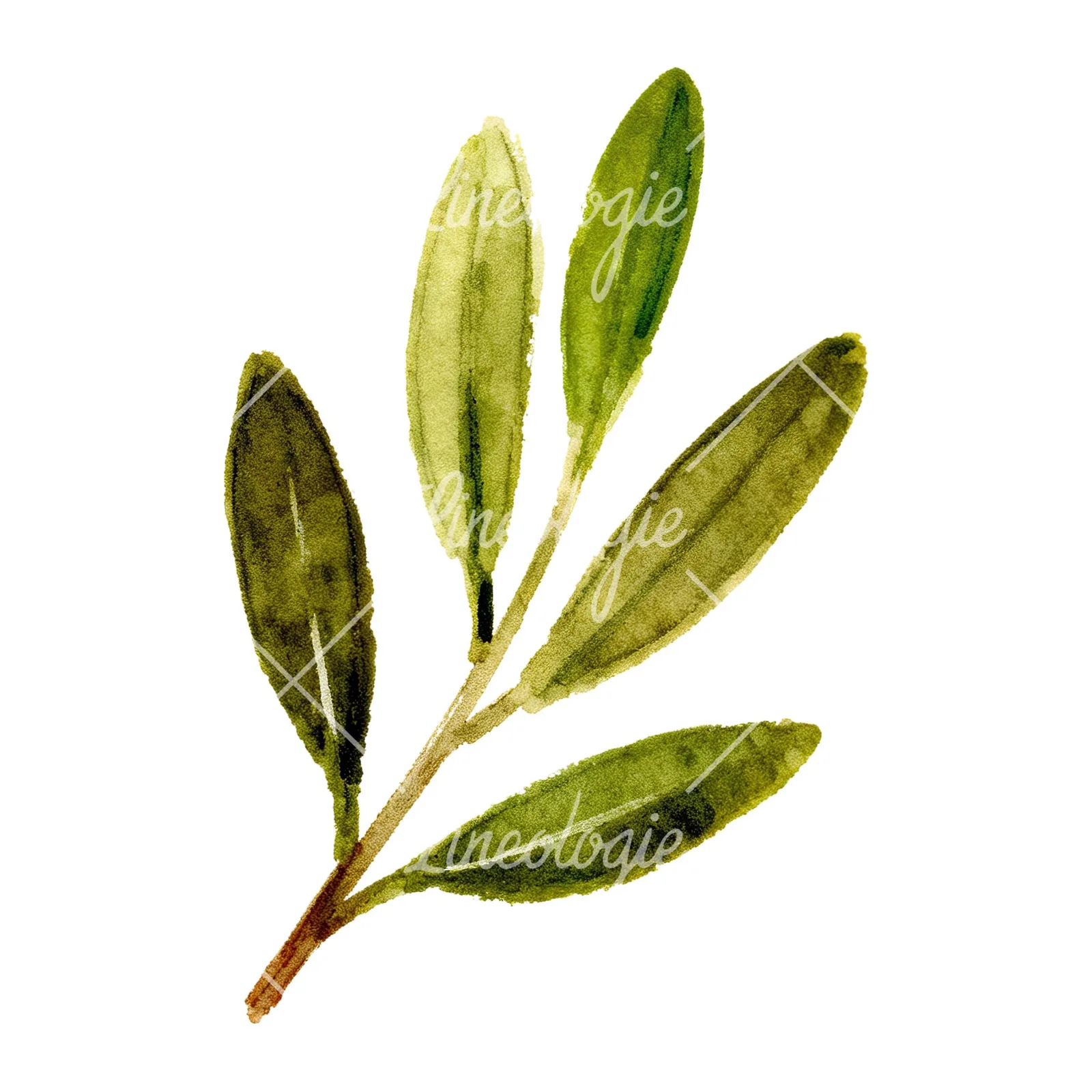 Watercolor olive branch with yellow olives clipart 8 of 9 on a white background (JPG)