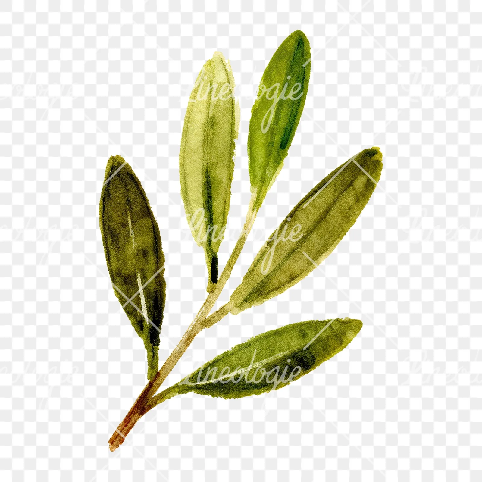 Watercolor olive branch with yellow olives clipart 8 of 9 on a transparent background (PNG)