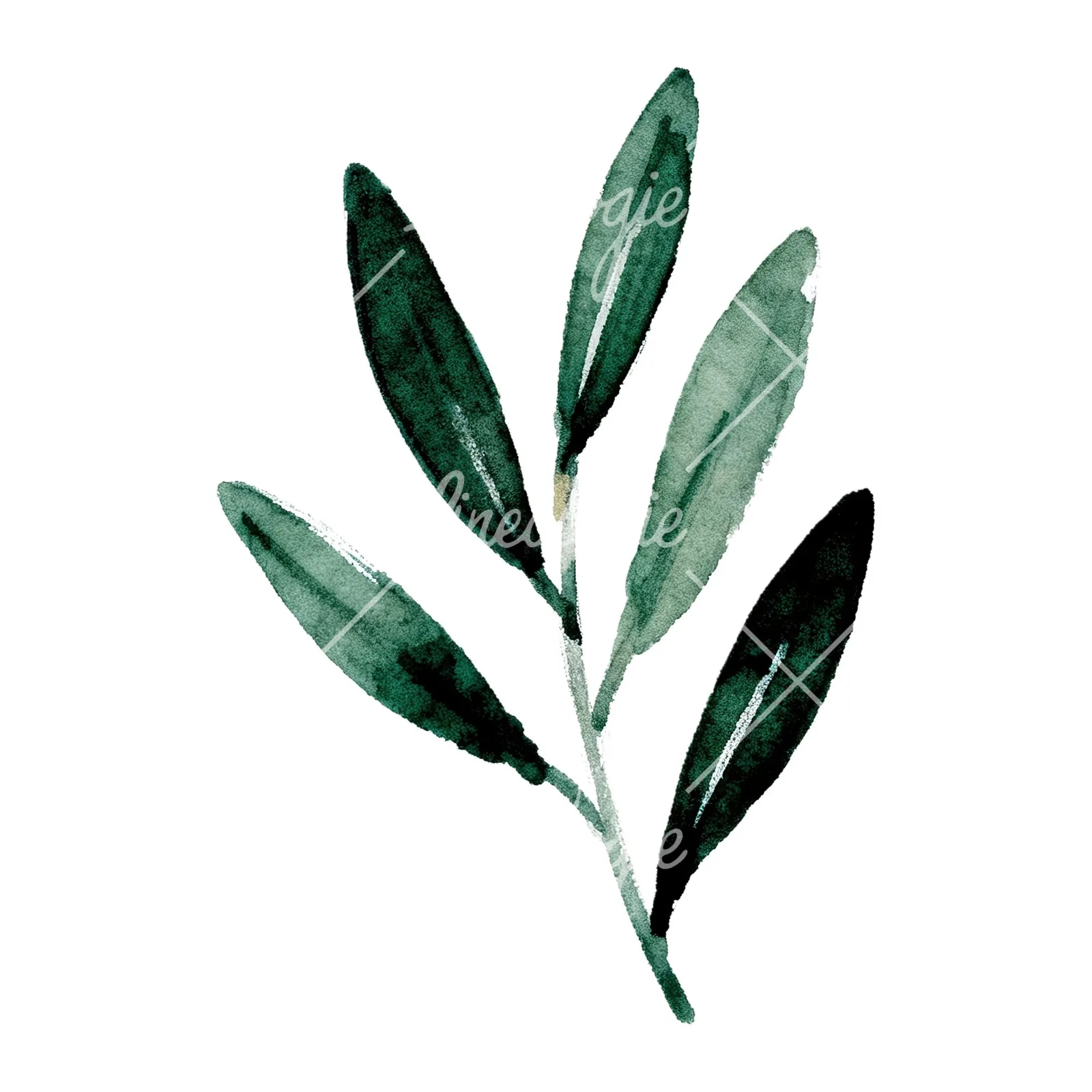 Watercolor olive branch with yellow olives clipart 9 of 9 on a white background (JPG)
